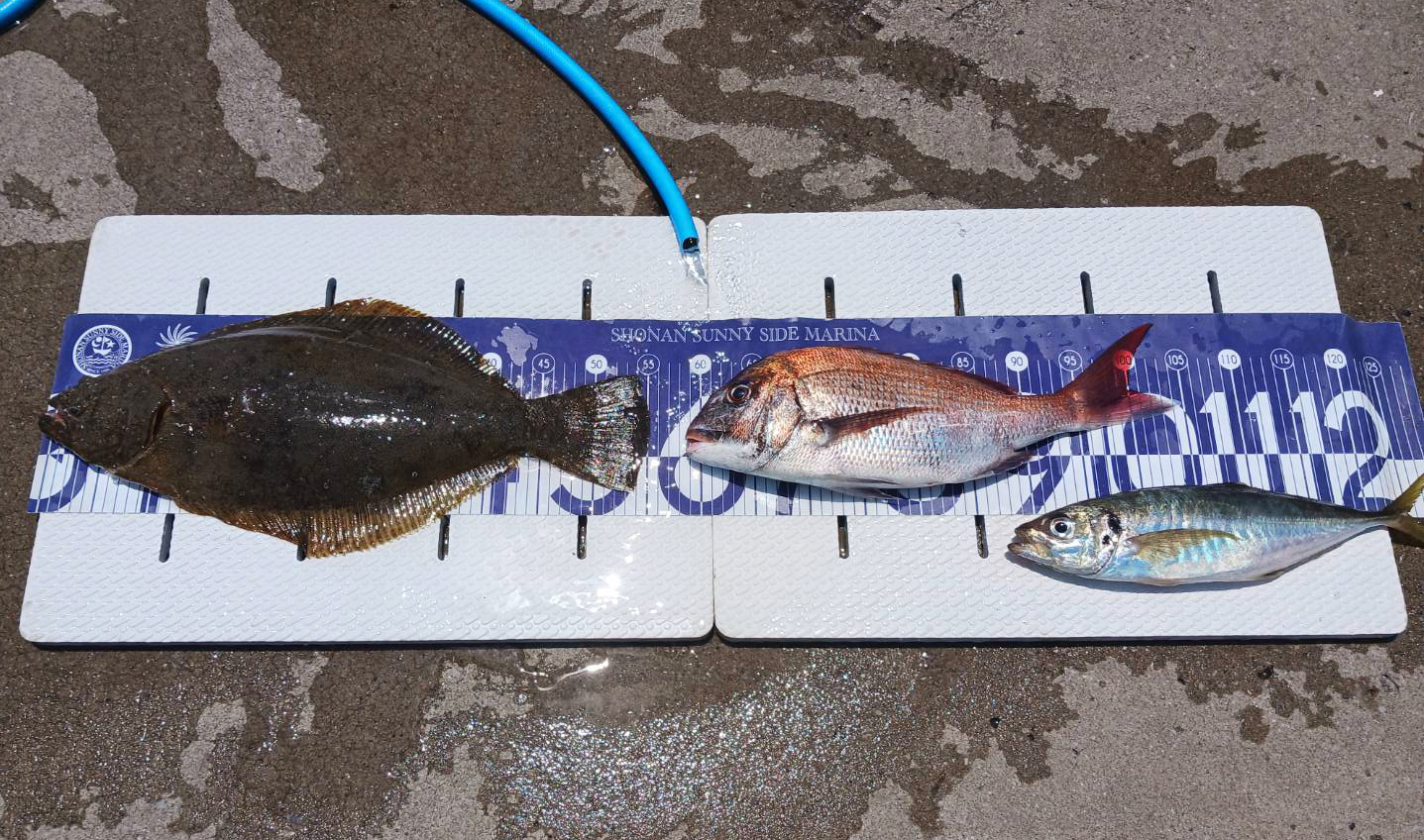 ✿ヒラメ・マダイ・アジ✿