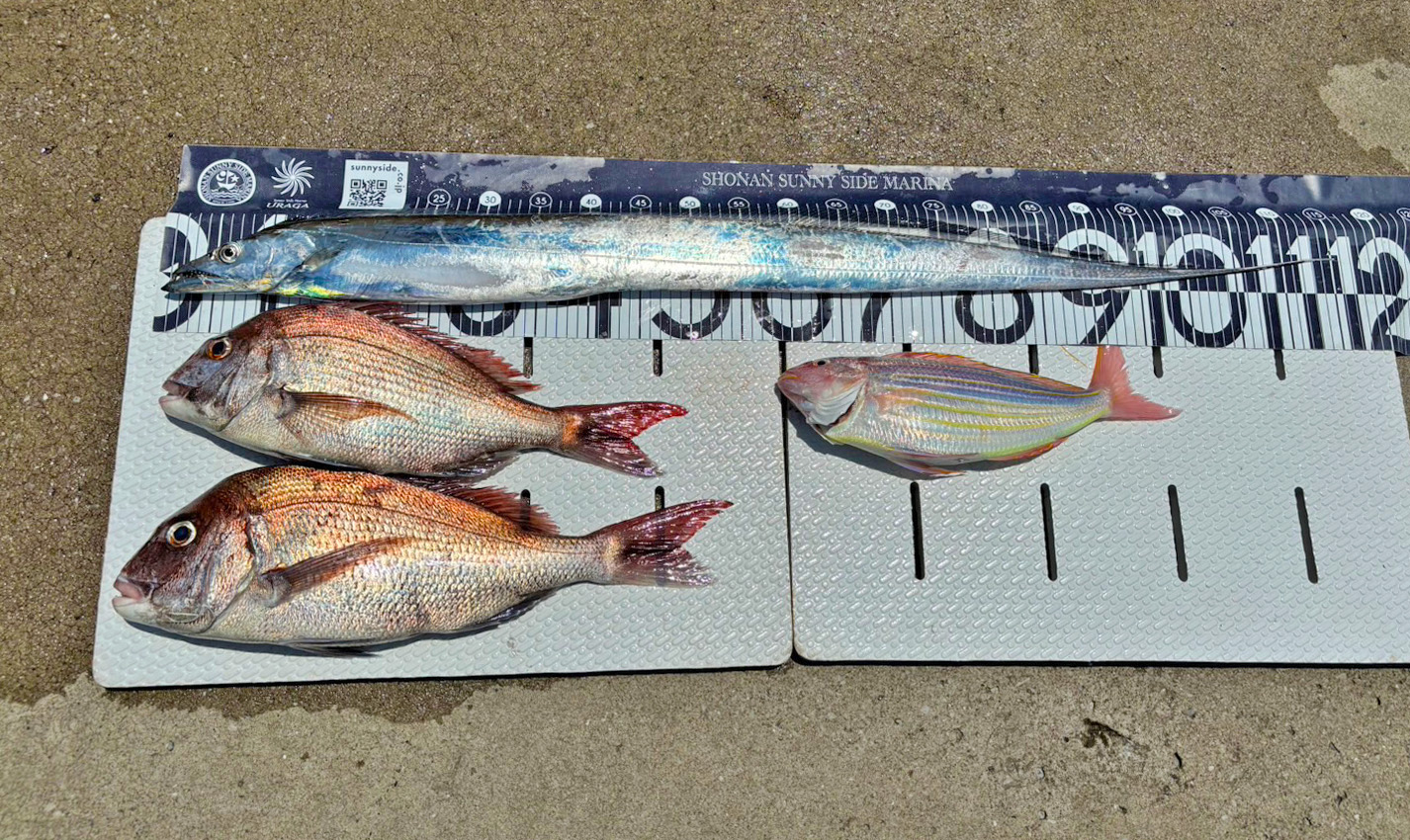 ✿マダイ・タチウオ・イトヨリダイ✿