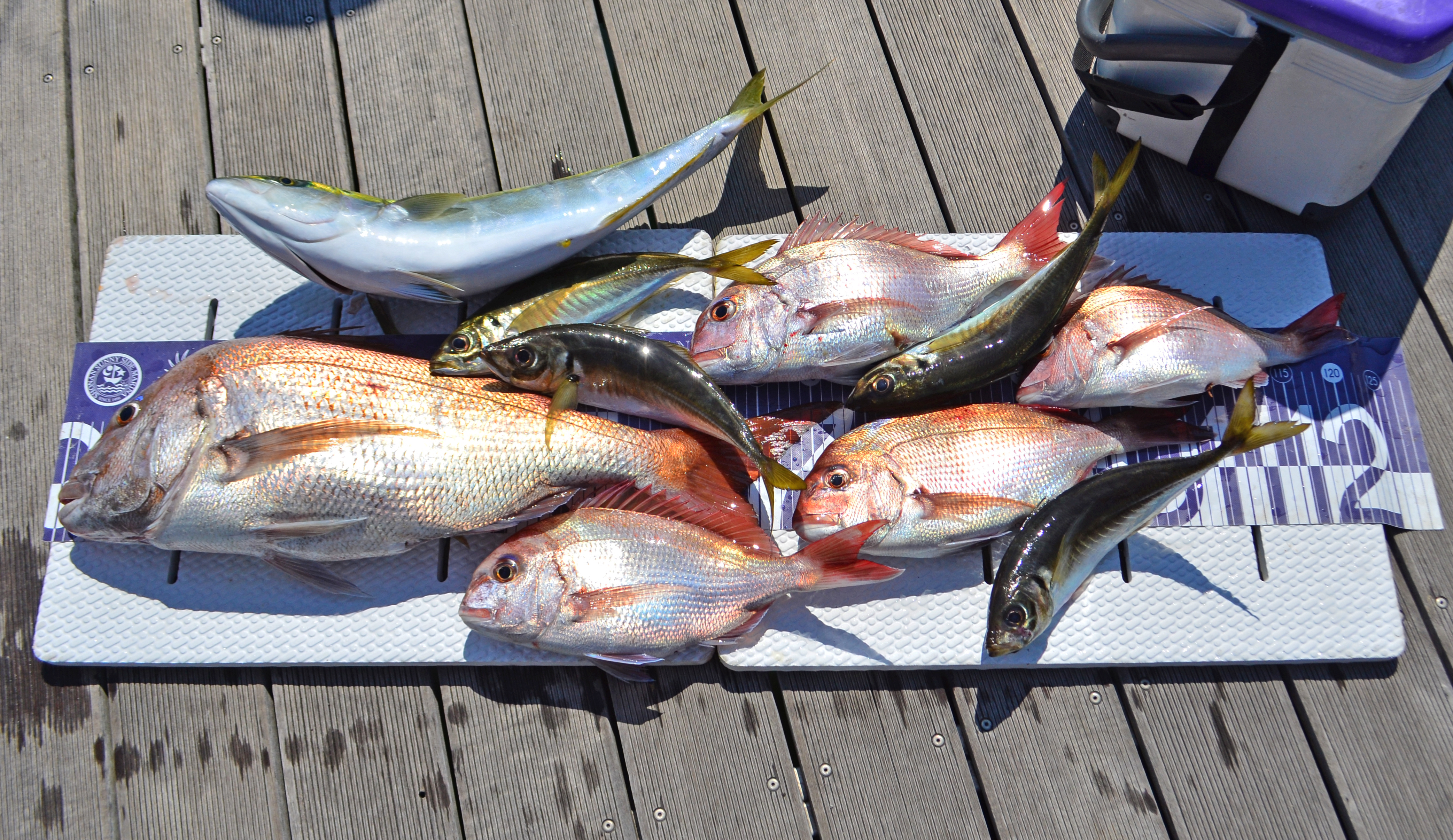 ✿マダイ・ワラサ・アジ✿