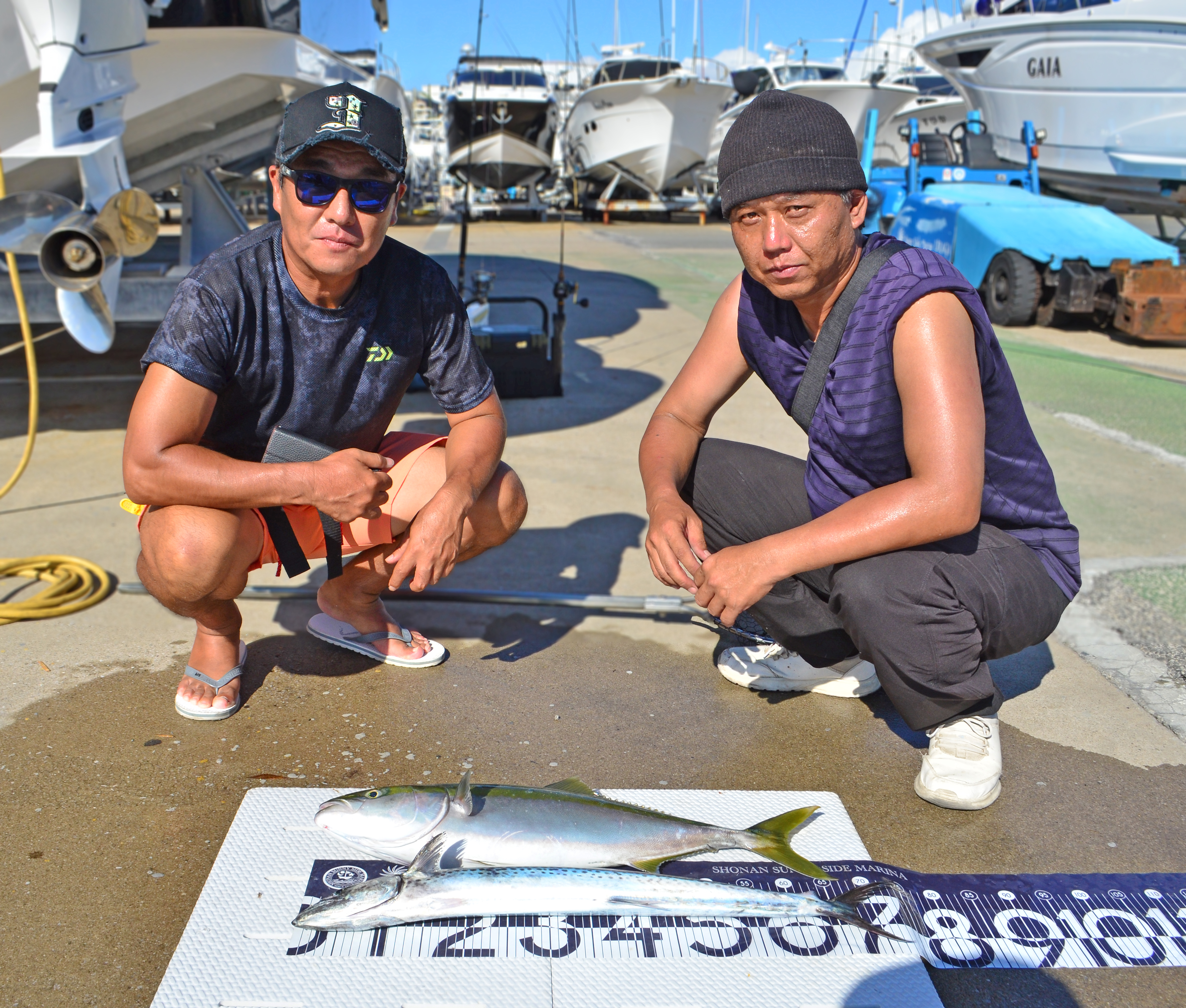 ✿ワラサ・サワラ✿