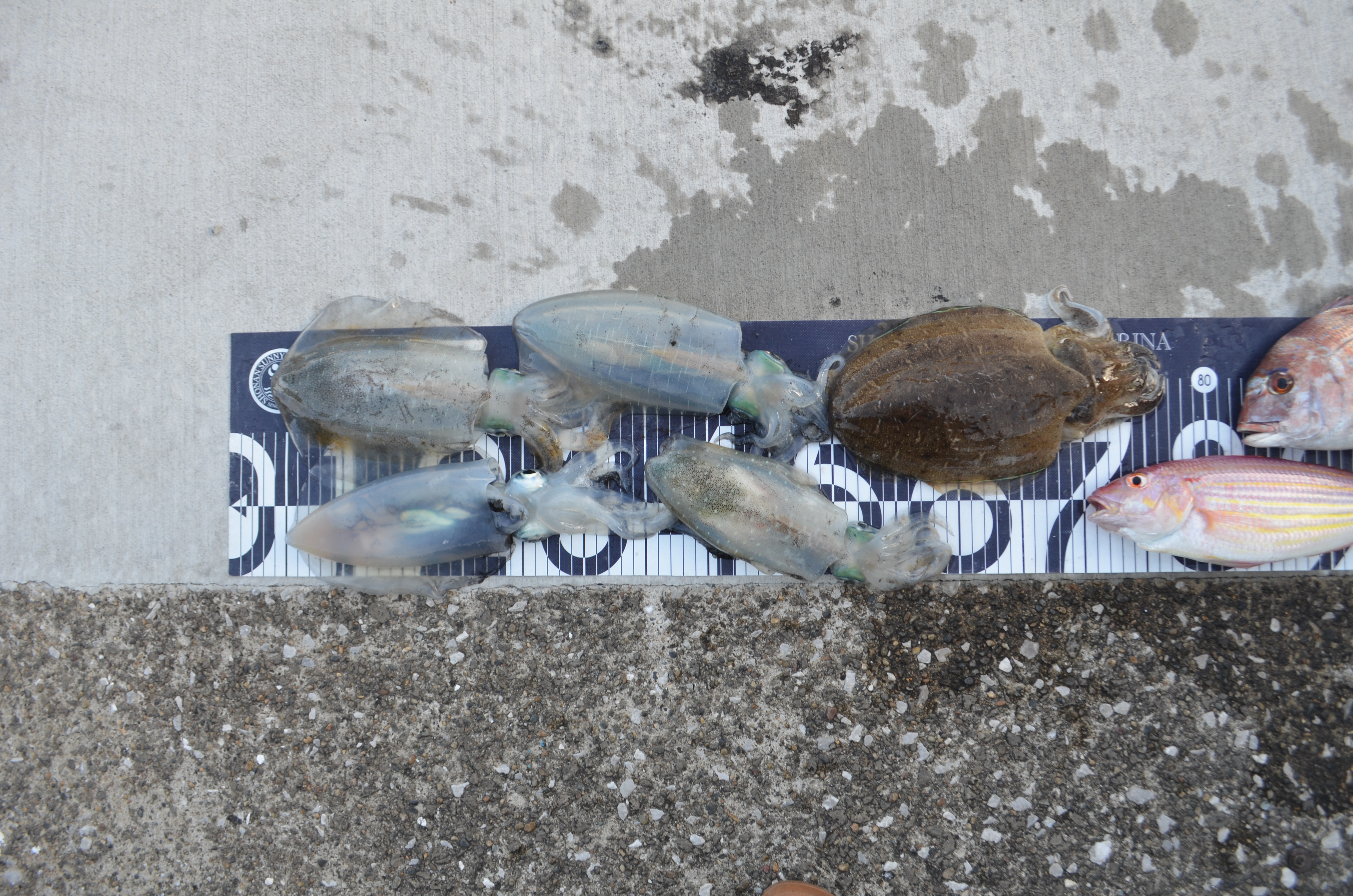 ✿アオリイカ・モンゴウイカ・マダイ・イトヨリダイ・ホウボウ✿