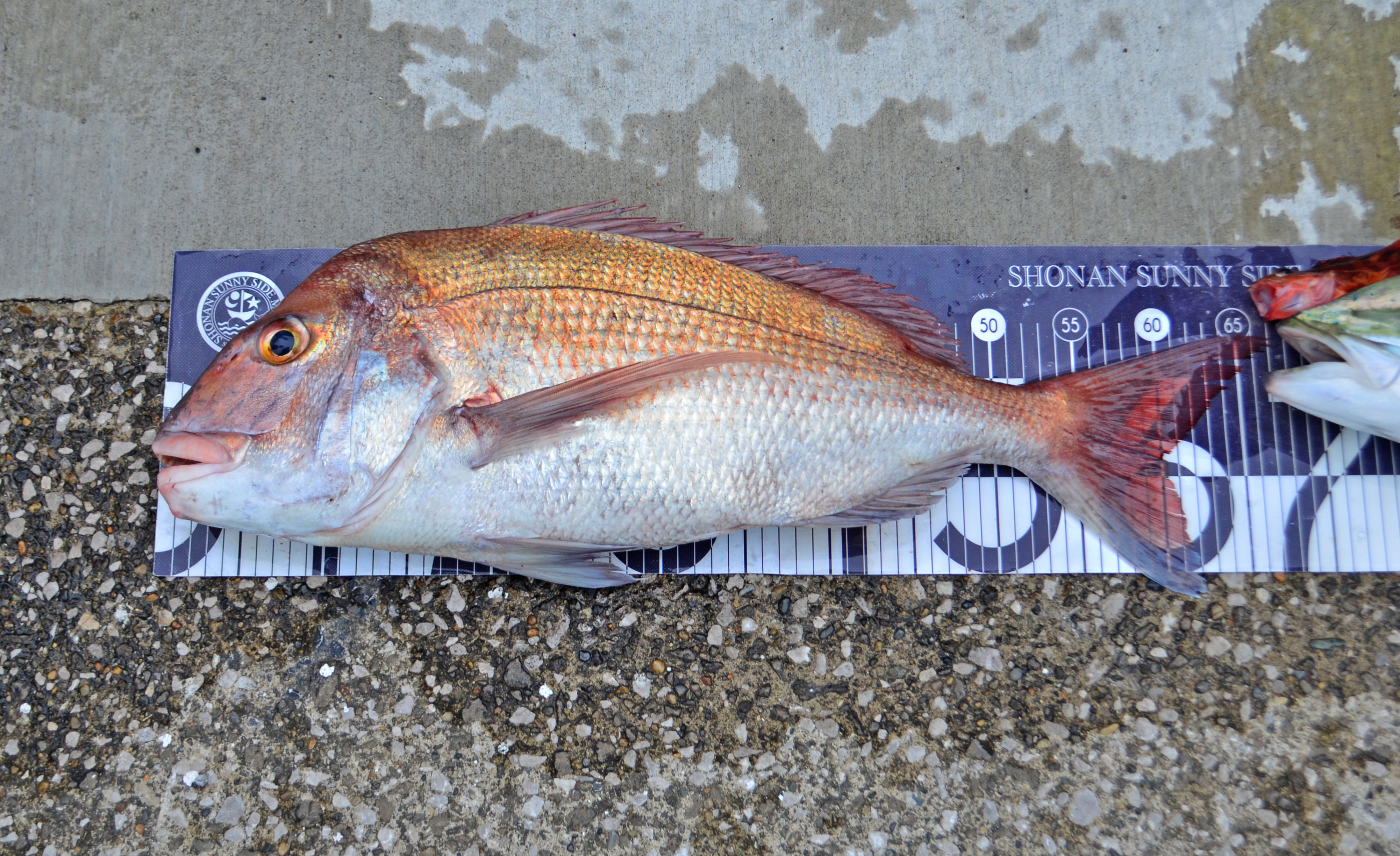 ✿マダイ・ワラサ✿