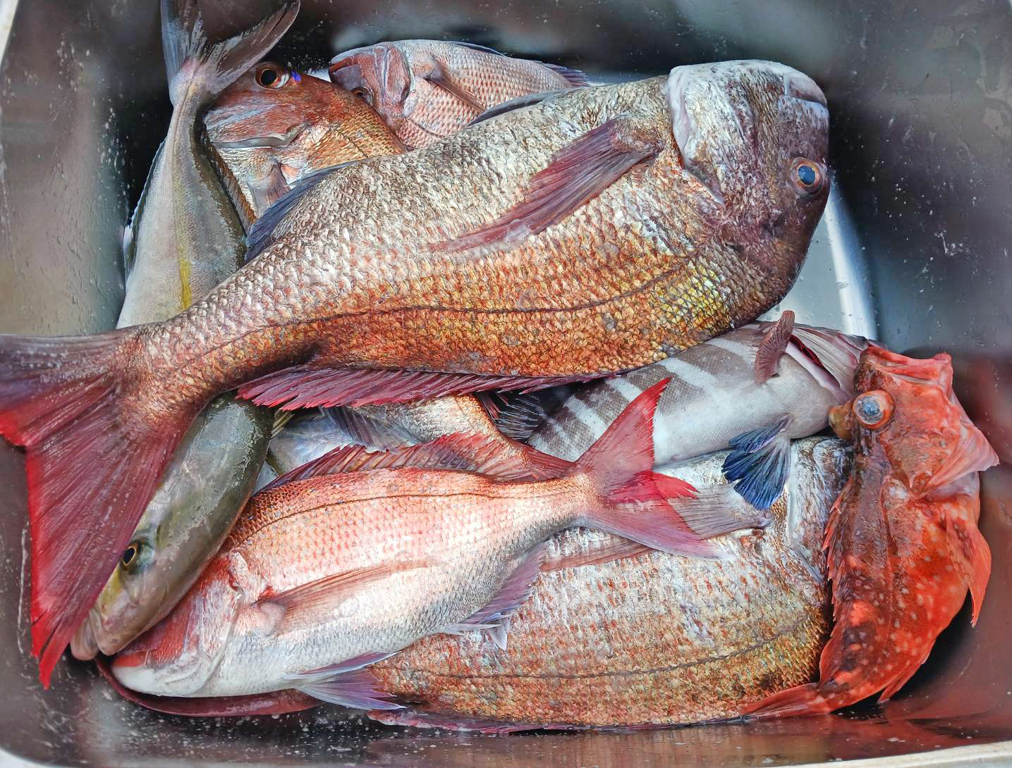 ✿マダイ・イナダ・マハタ・カサゴ✿