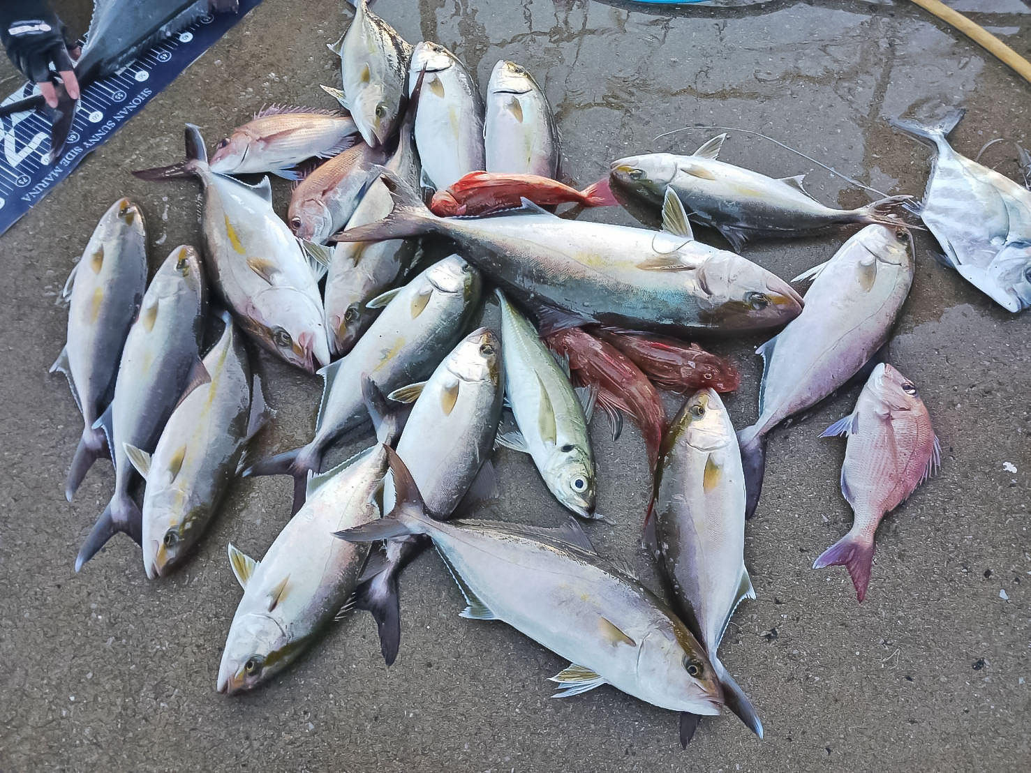 ✿ショゴ(カンパチ)・マダイ・ホウボウ・イトヒキアジ・アジ✿