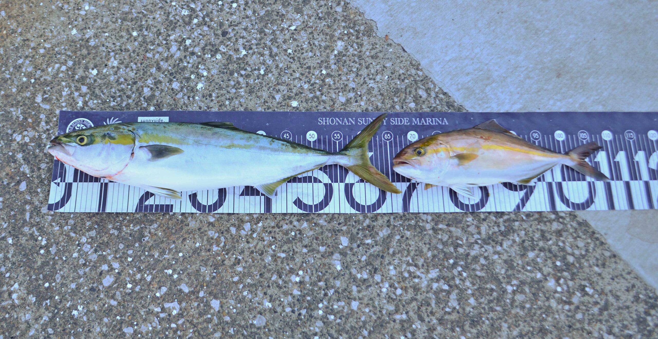 ✿ワラサ・イナダ・ショゴ(カンパチ)✿