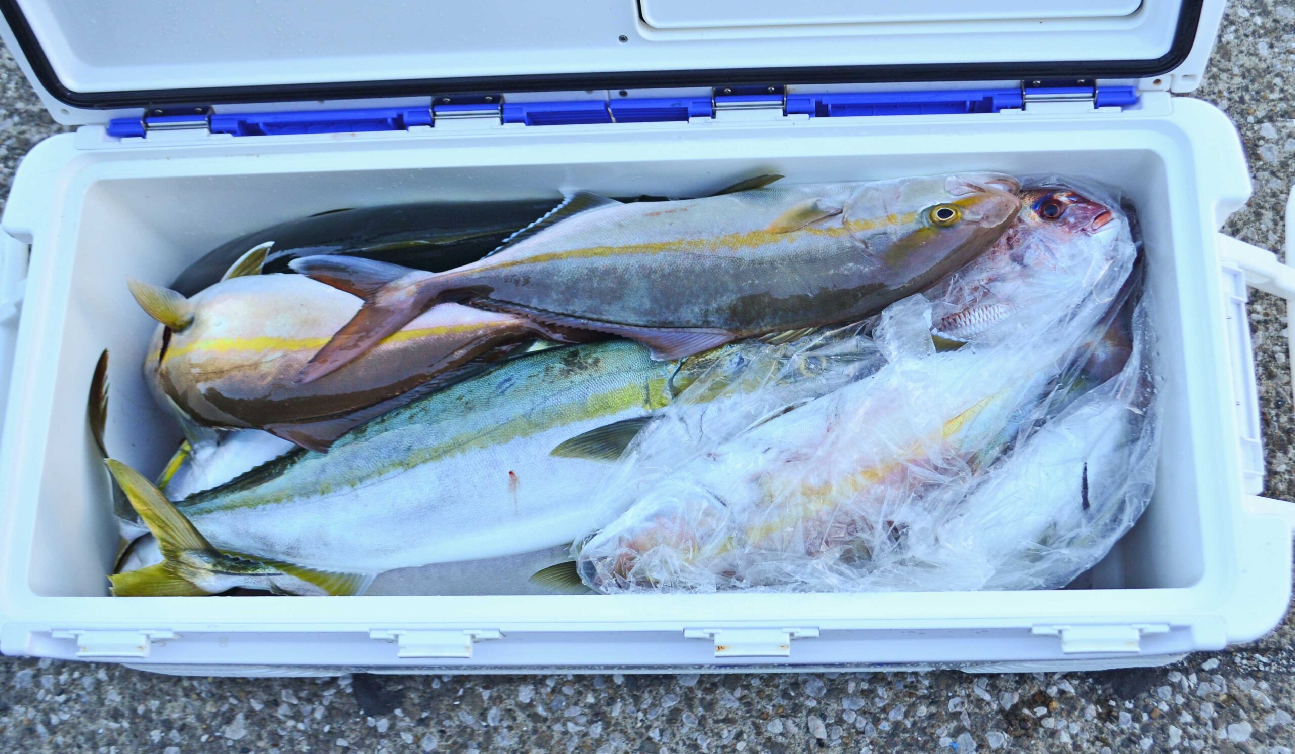 ✿ワラサ・イナダ・ショゴ(カンパチ)✿