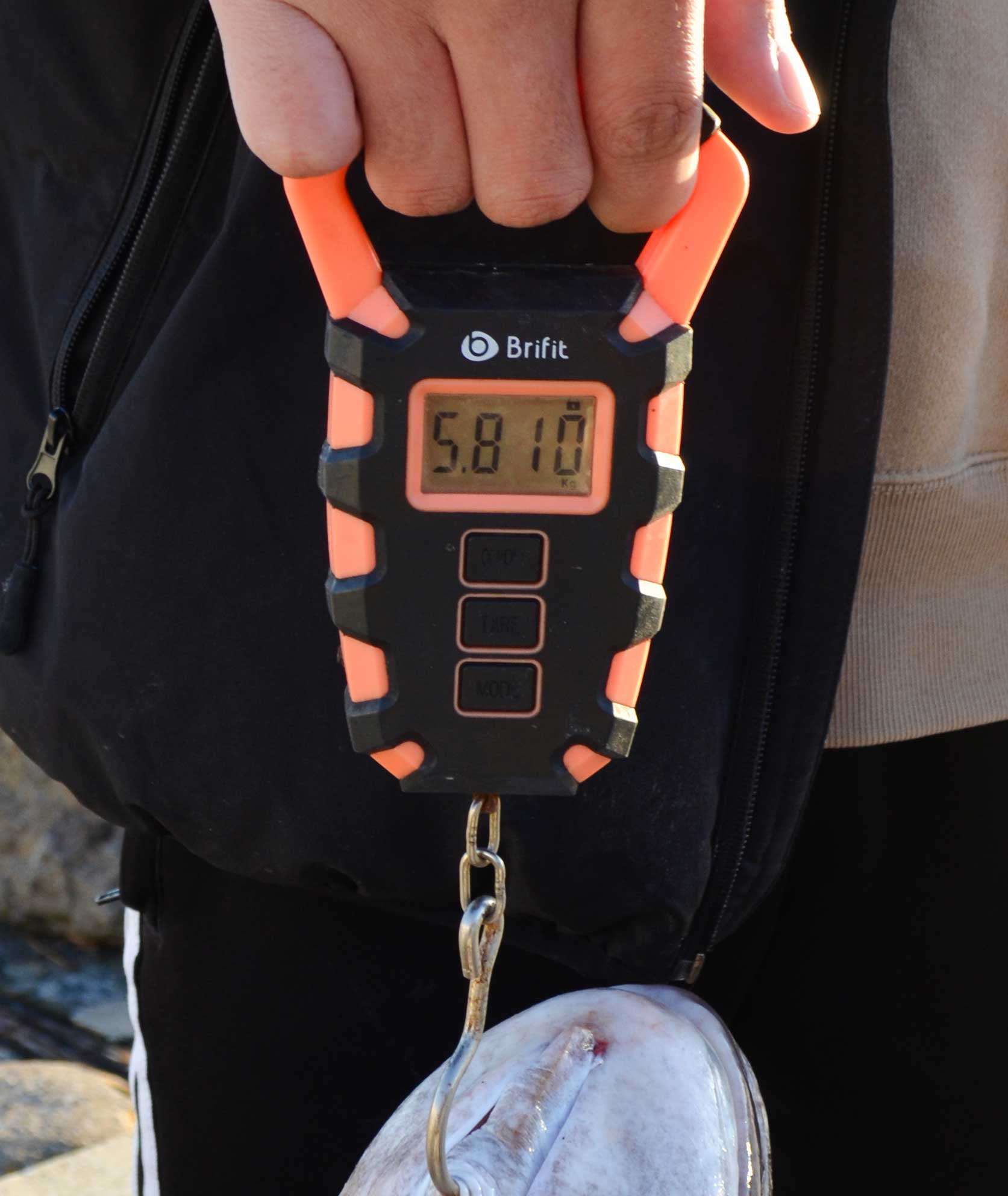 ✿マダイ・ホウボウ✿