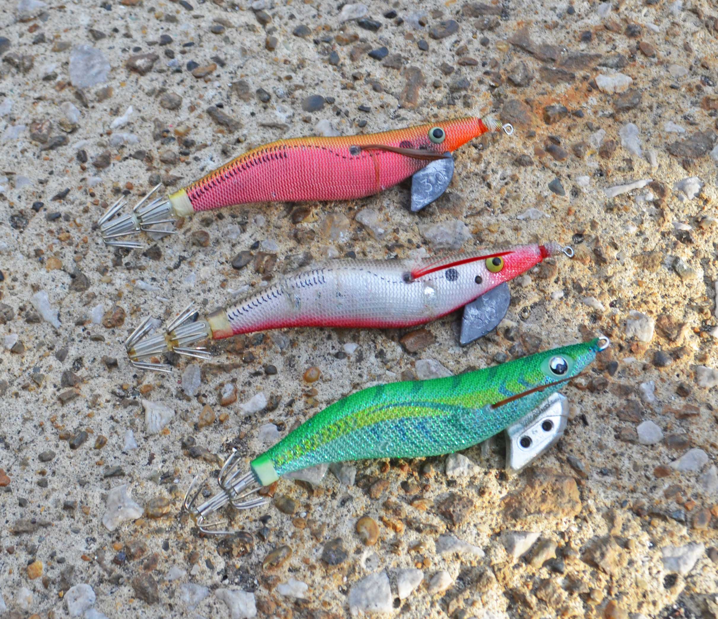 ✿モンゴウイカ✿