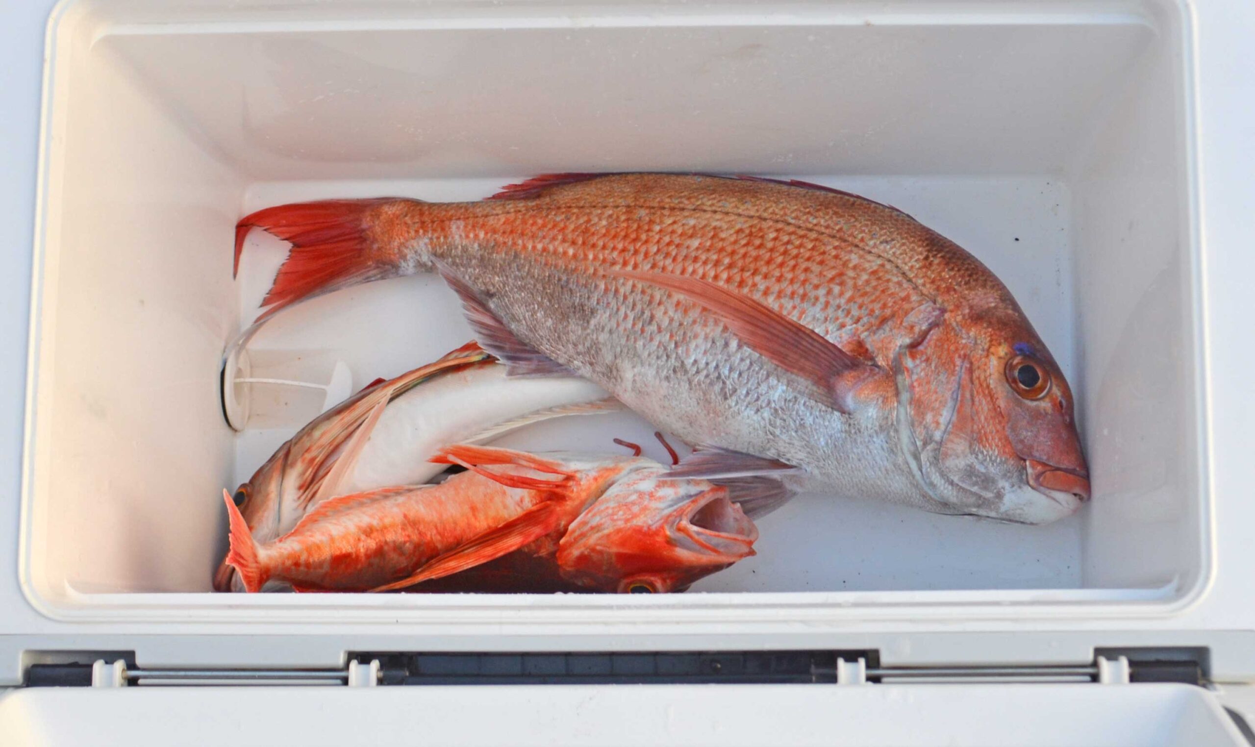 ✿タチウオ・マダイ・ホウボウ✿