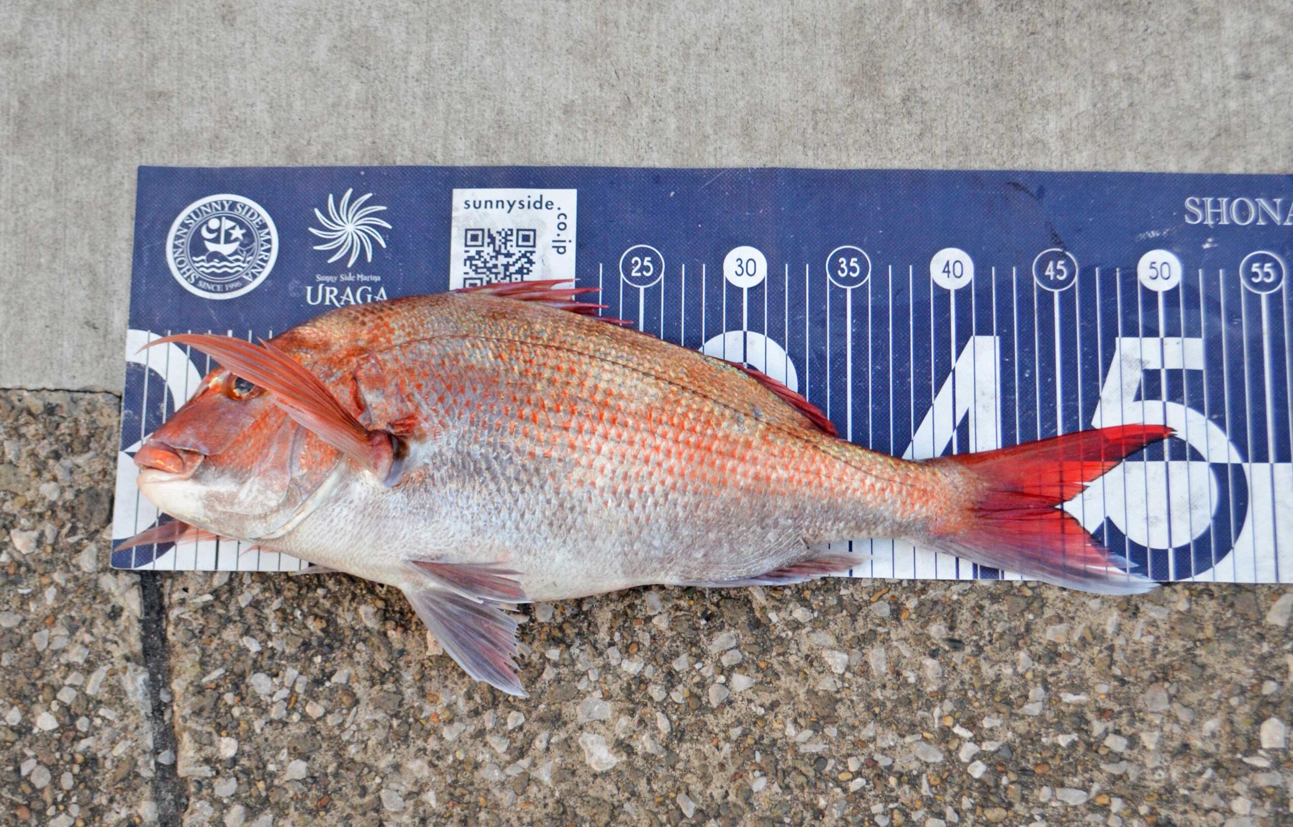 ✿タチウオ・マダイ・ホウボウ✿