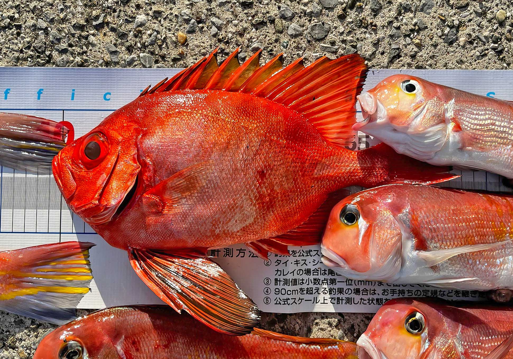 ✿アマダイ・チカメキントキ・イトヨリダイ✿