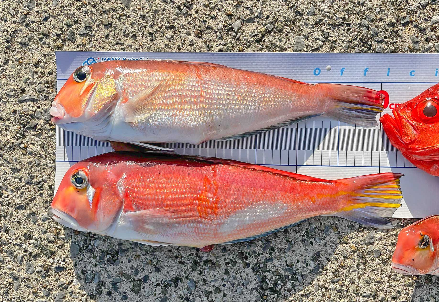 ✿アマダイ・チカメキントキ・イトヨリダイ✿