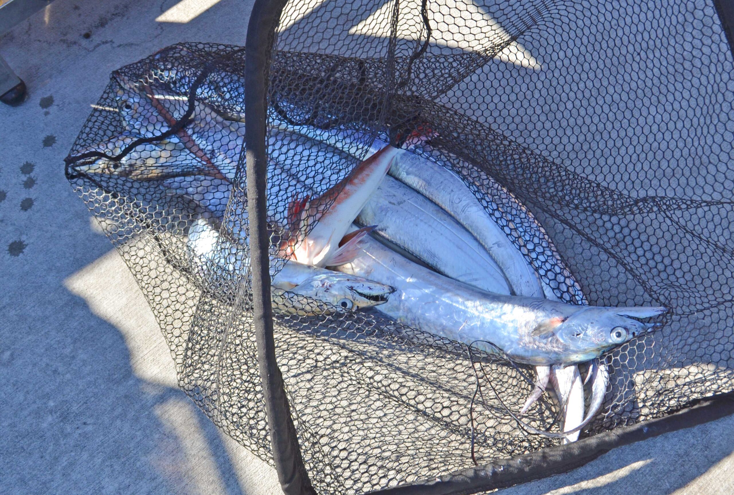 ✿タチウオ・ホウボウ✿