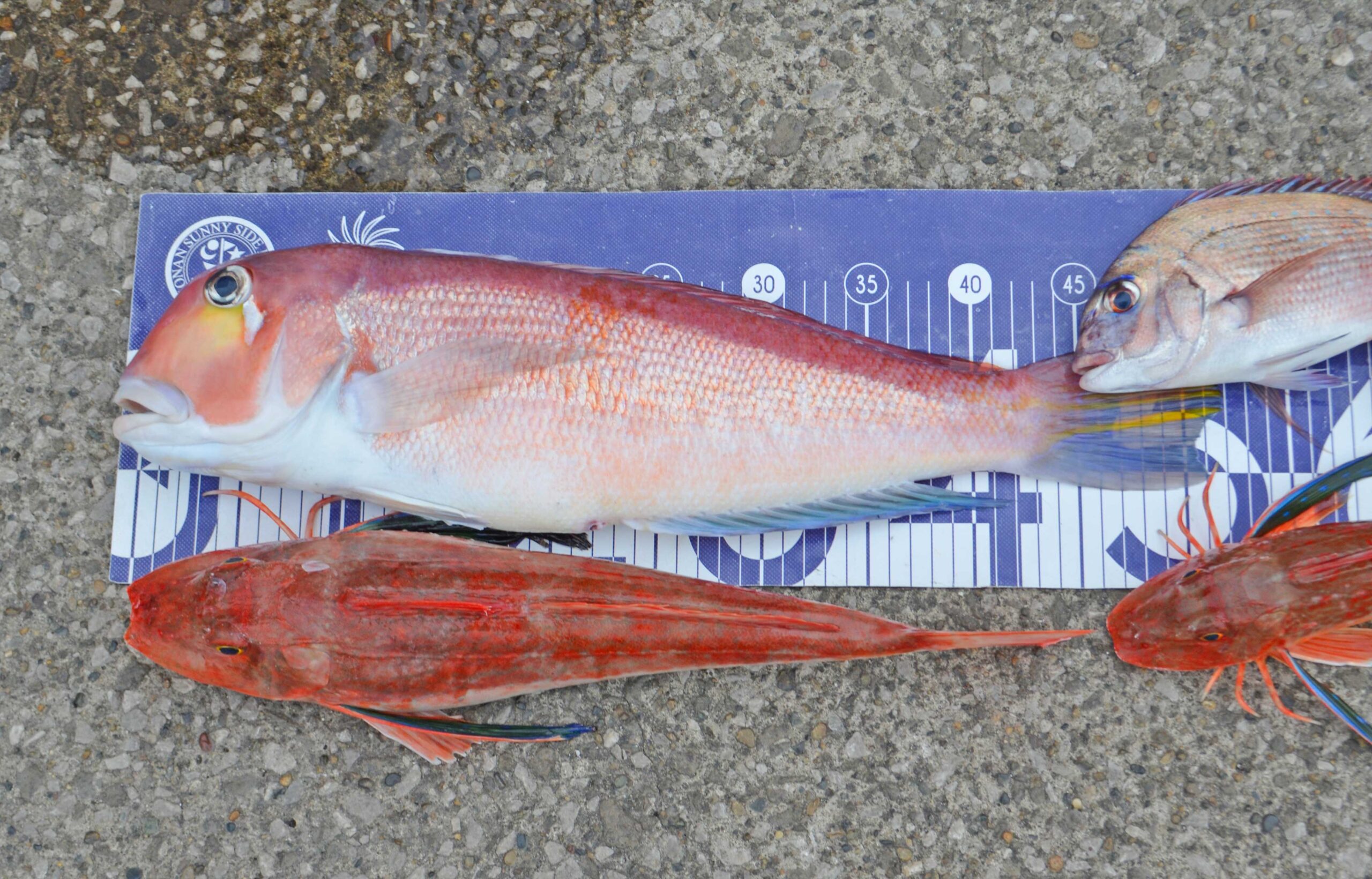 ✿アマダイ・ホウボウ・マダイ・マハタ✿