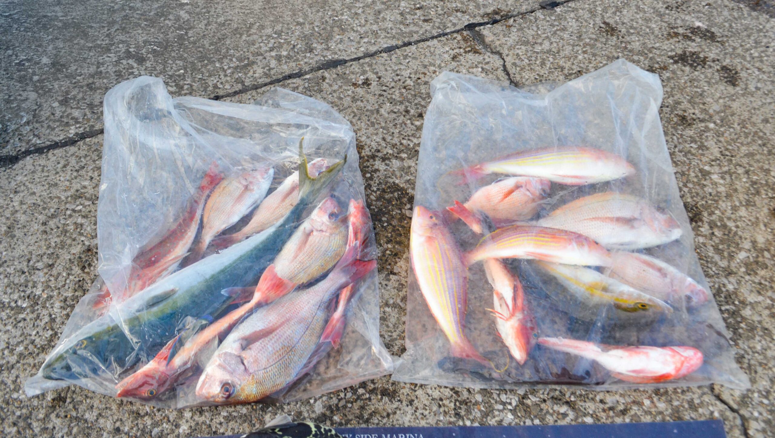 ✿ブリ・トラフグ・ワラサ・マダイ・ホウボウ・ショゴ(カンパチ)・イトヨリダイ✿