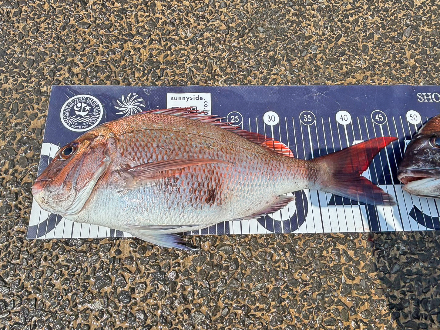 ✿マダイ・ホウボウ✿