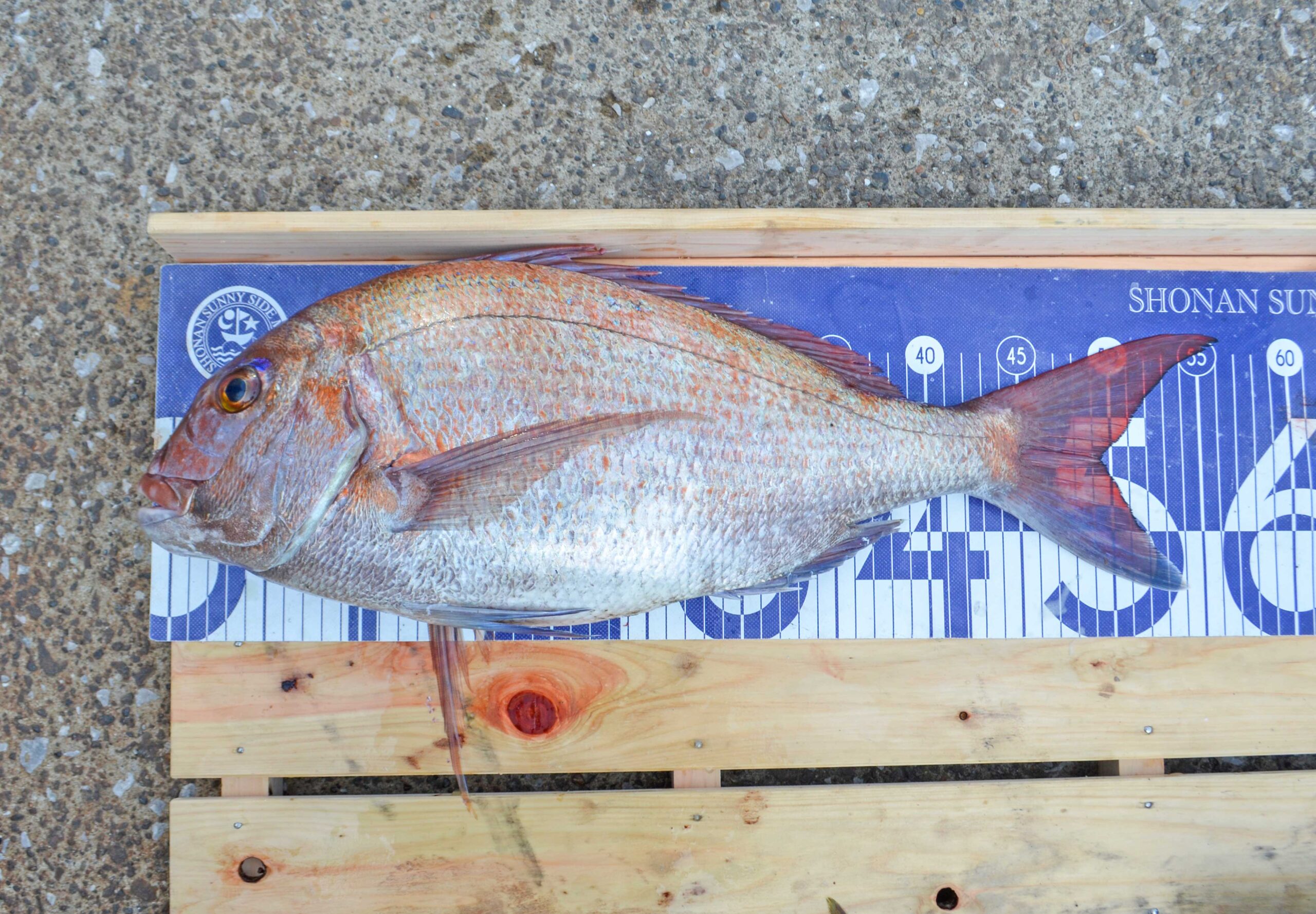 ✿マダイ・ワラサ・イナダ・ホウボウ✿