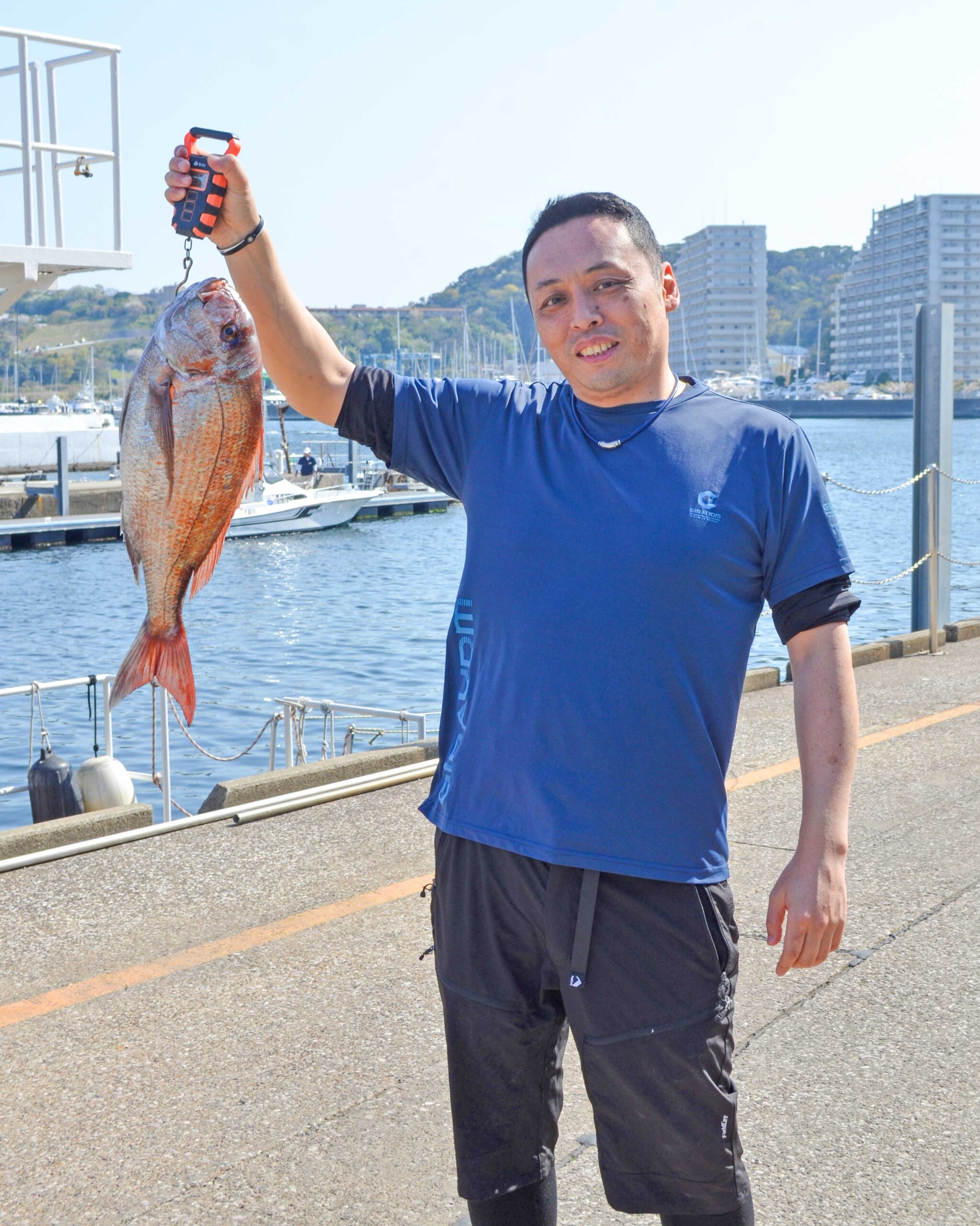 ✿マダイ・ワラサ・イナダ・ホウボウ✿