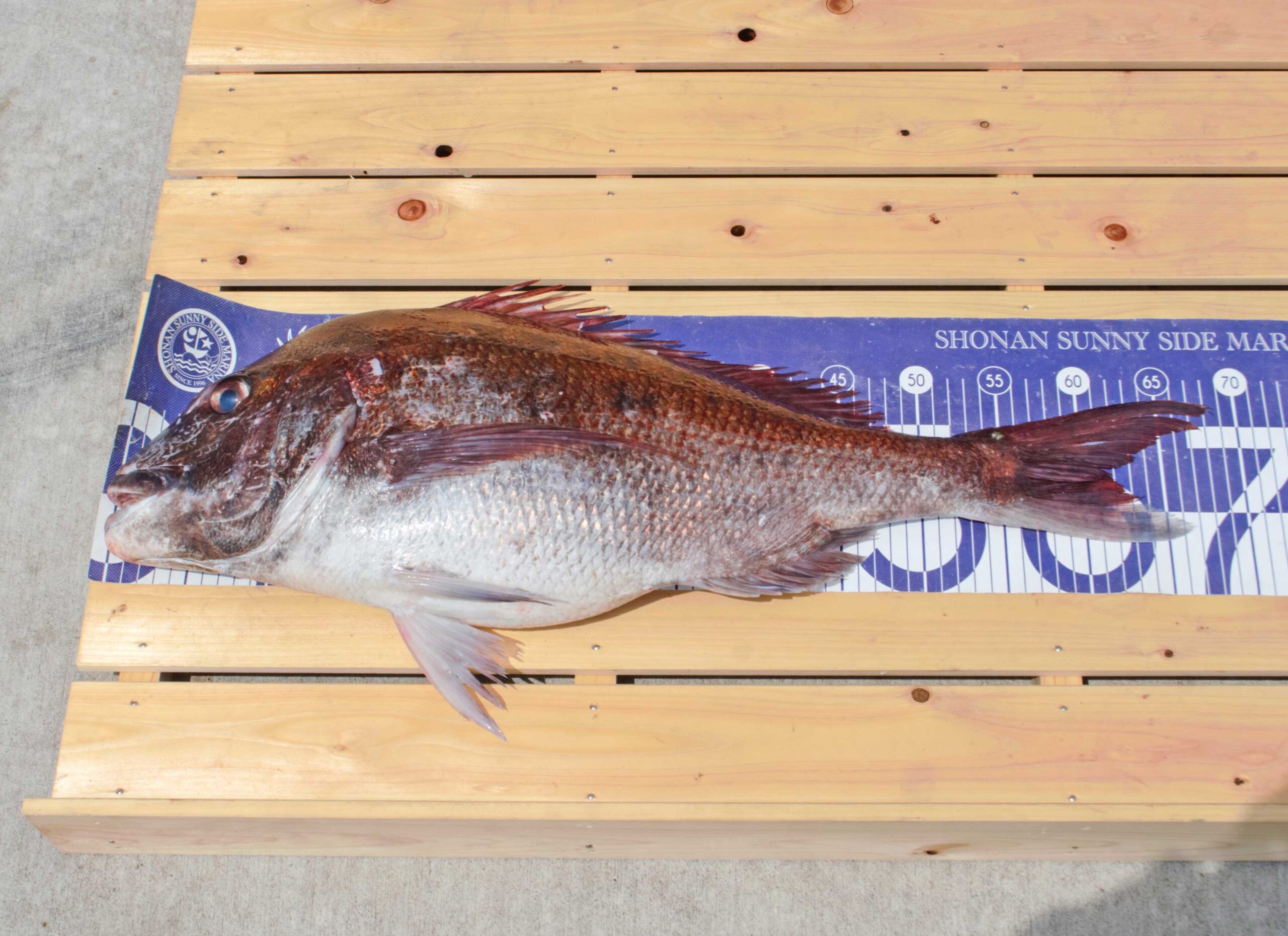 ✿マダイ・イトヨリダイ・イナダ・ホウボウ✿