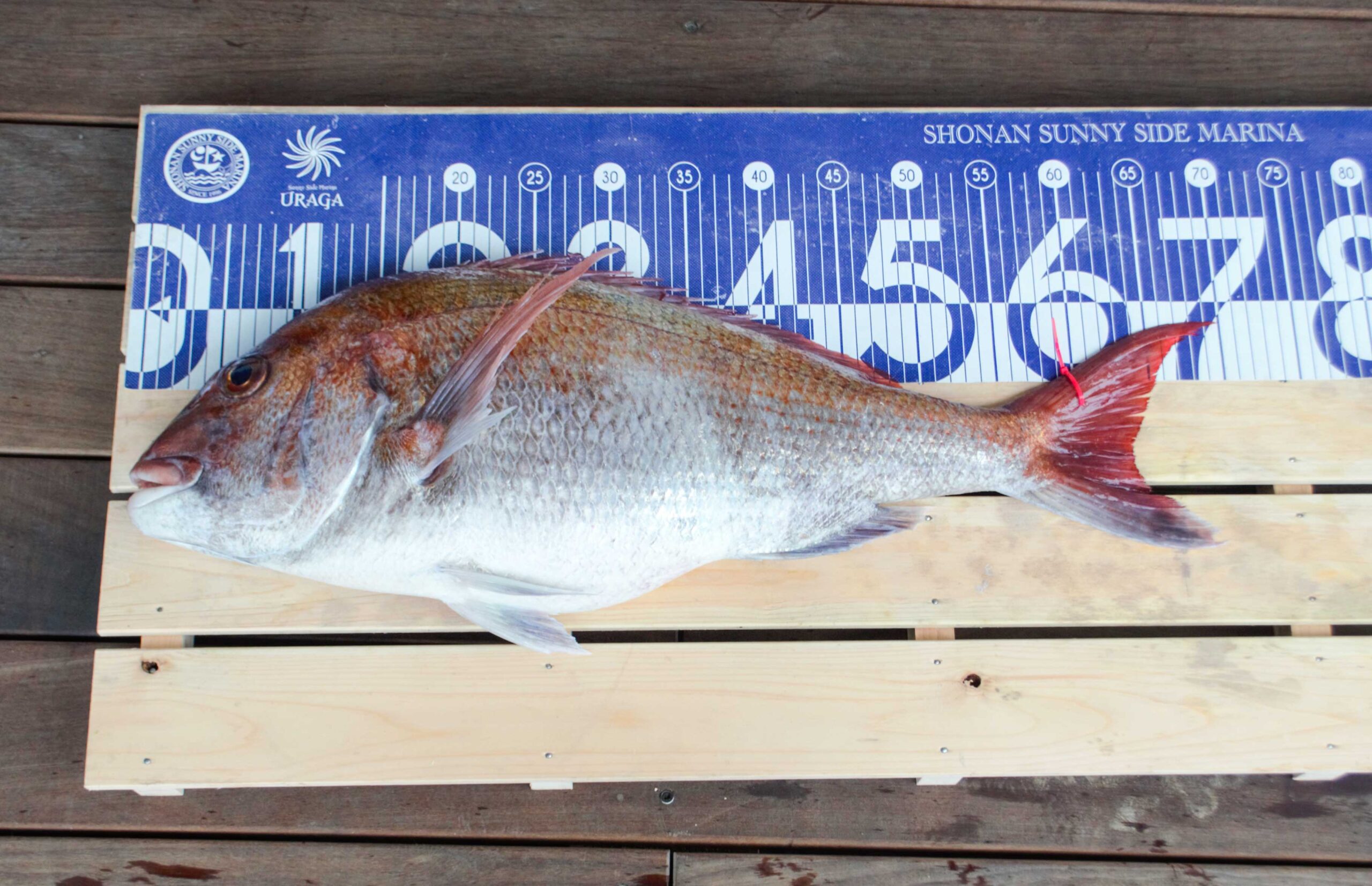 ✿マダイ・ホウボウ・マハタ・カサゴ・サバフグ✿