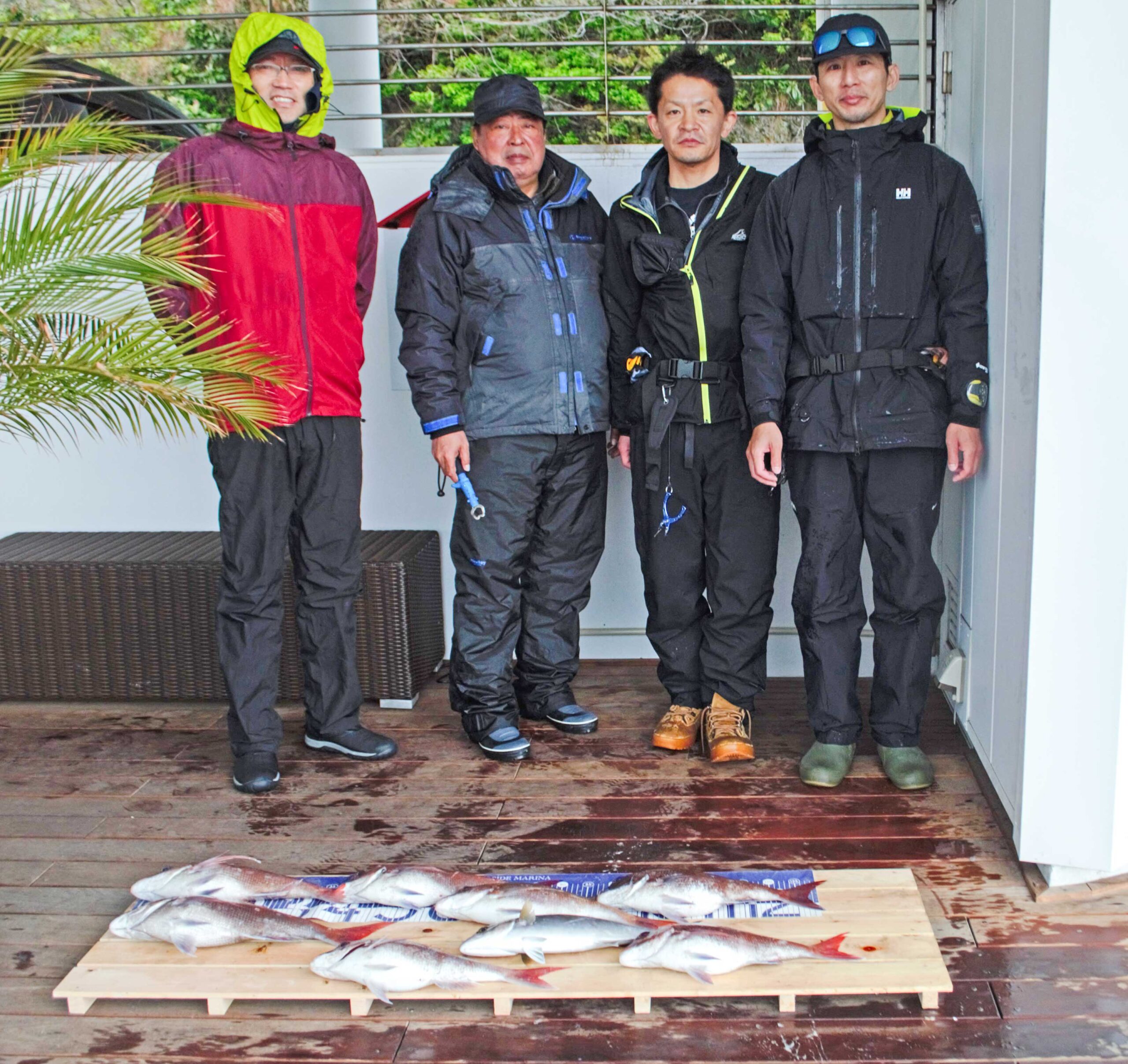 ✿マダイ・ショゴ(カンパチ)✿