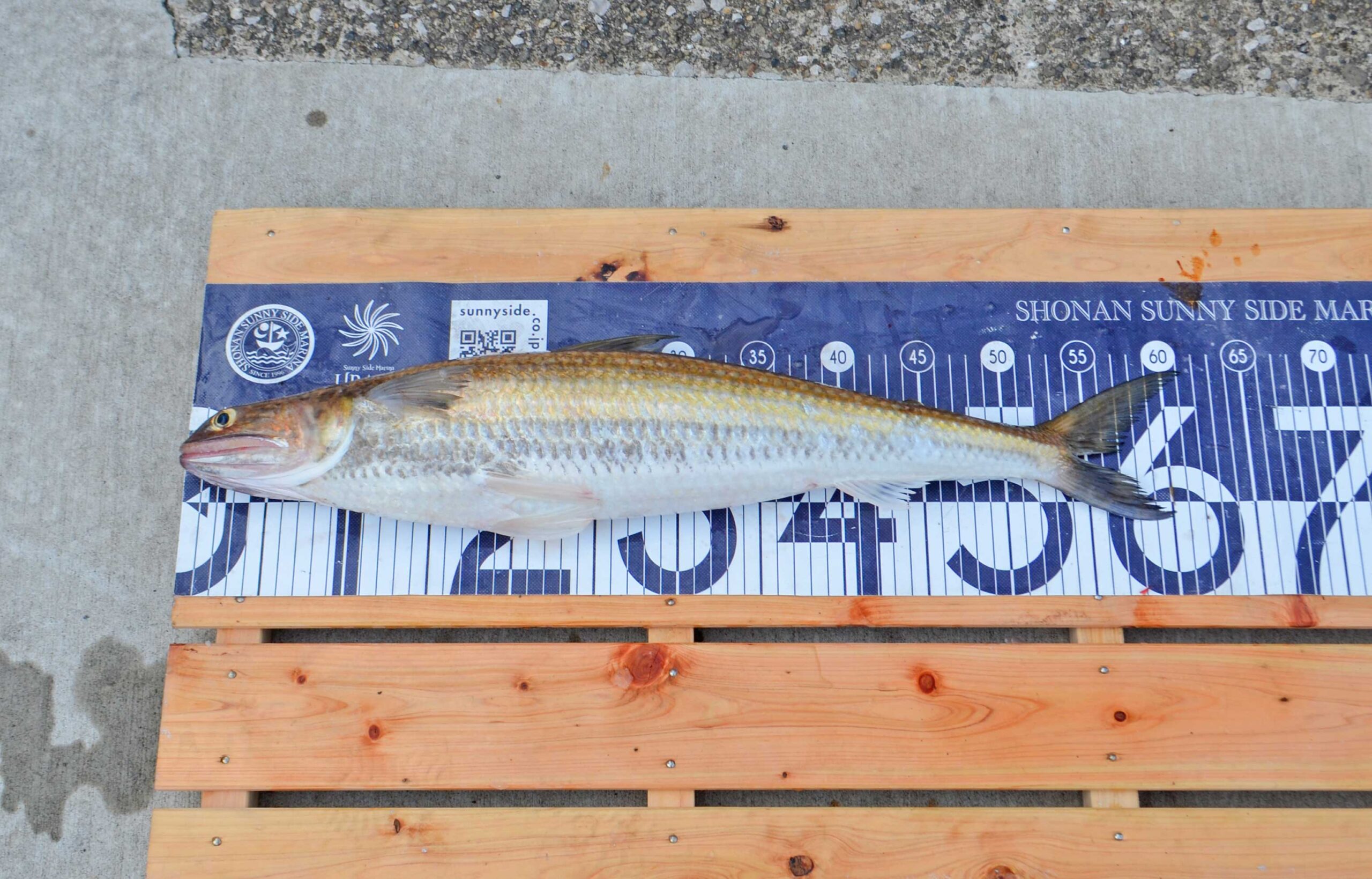 ✿マダイ・クロダイ・アジ・エソ・サバ・メジナ✿