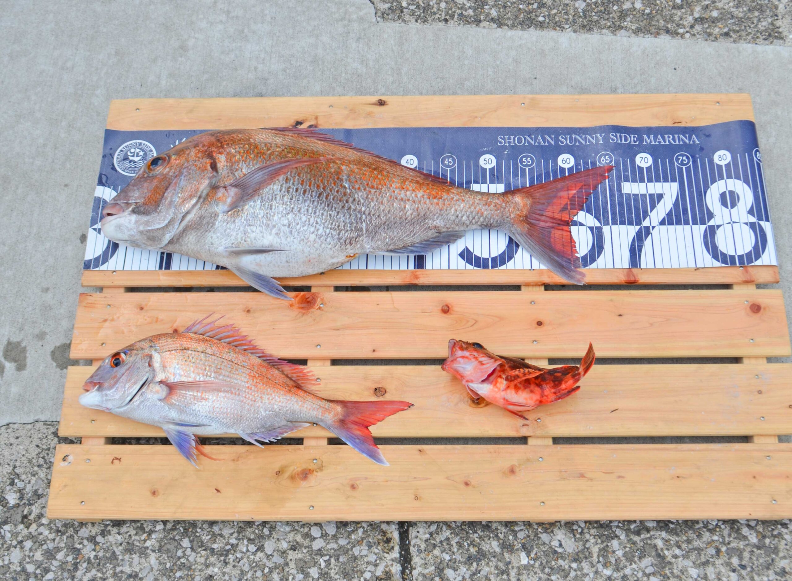 ✿マダイ・カサゴ✿