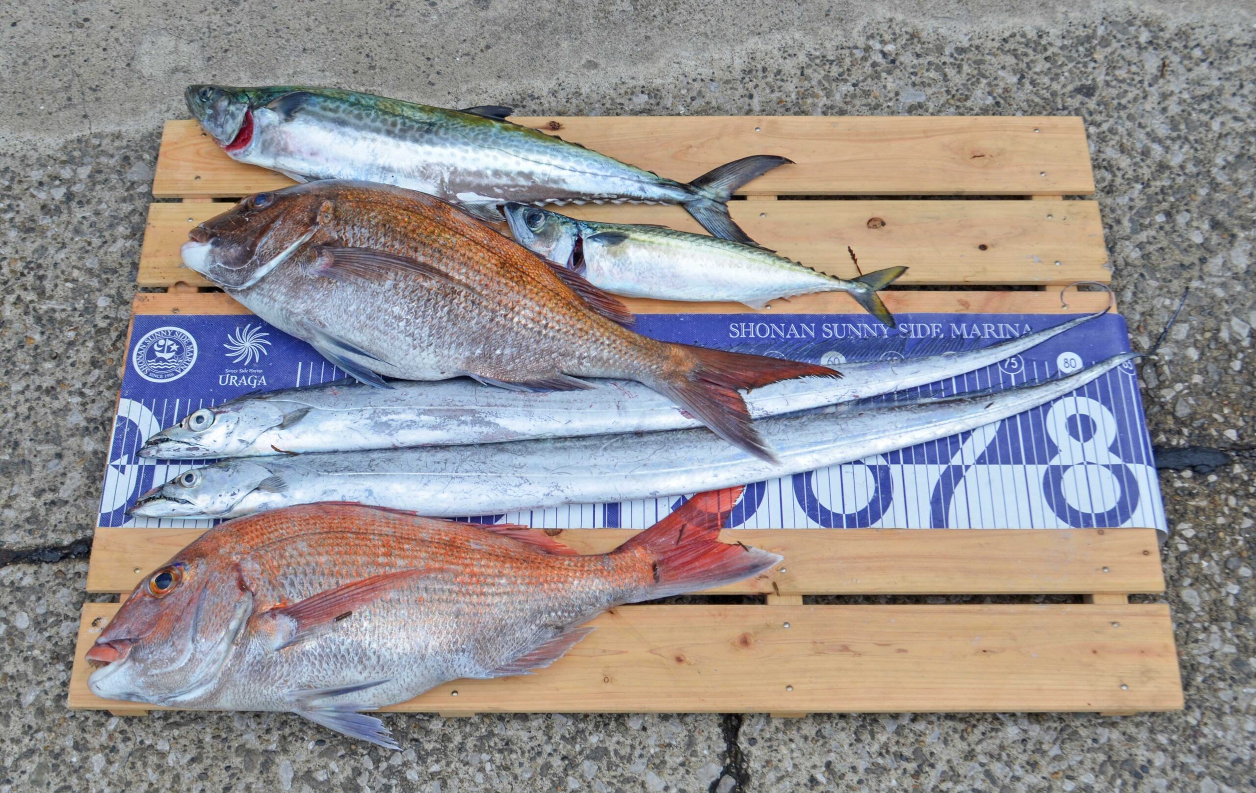 ✿マダイ・サワラ・タチウオ・サバ✿