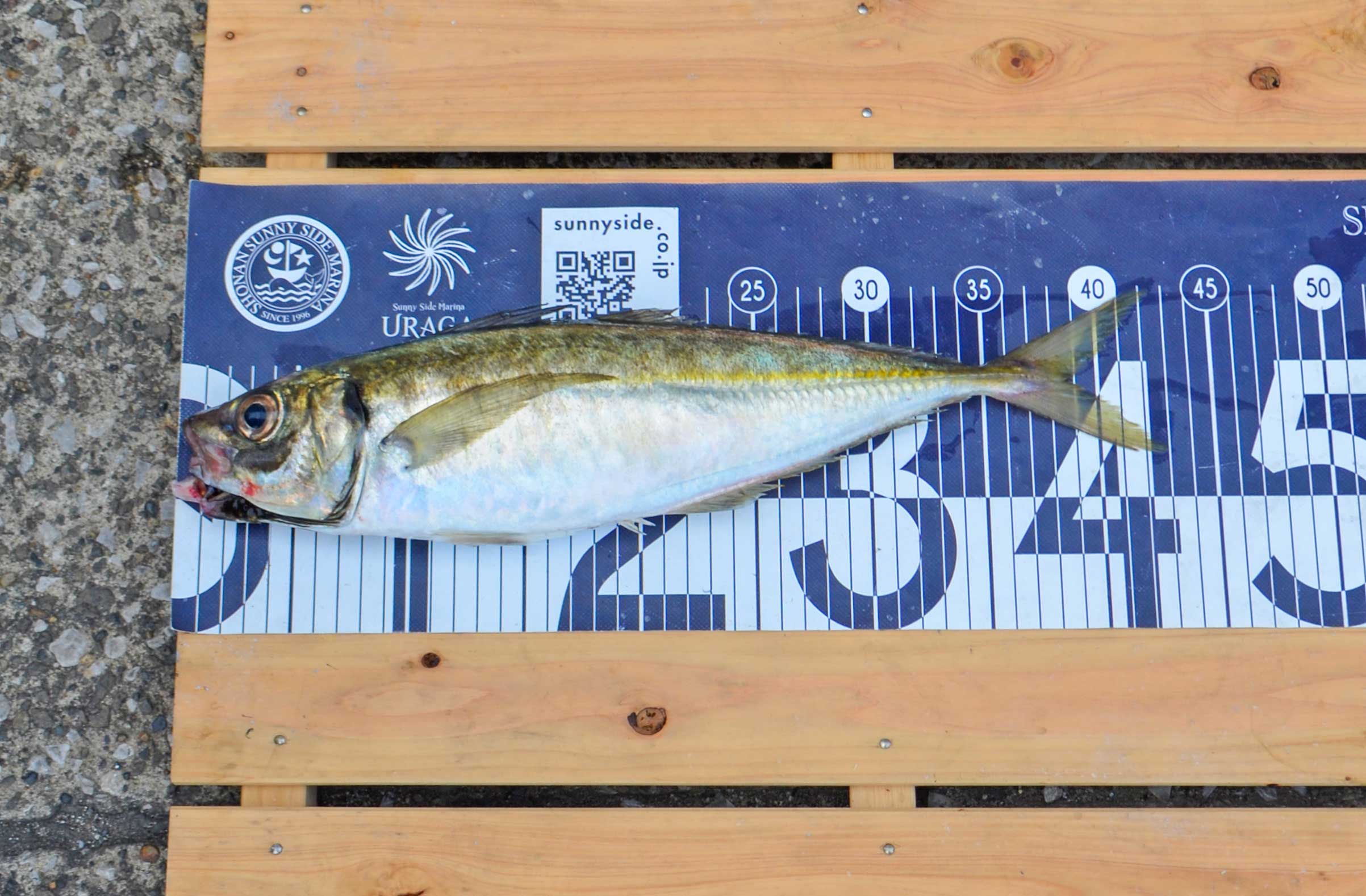 ✿マダイ・アジ・イトヨリダイ✿