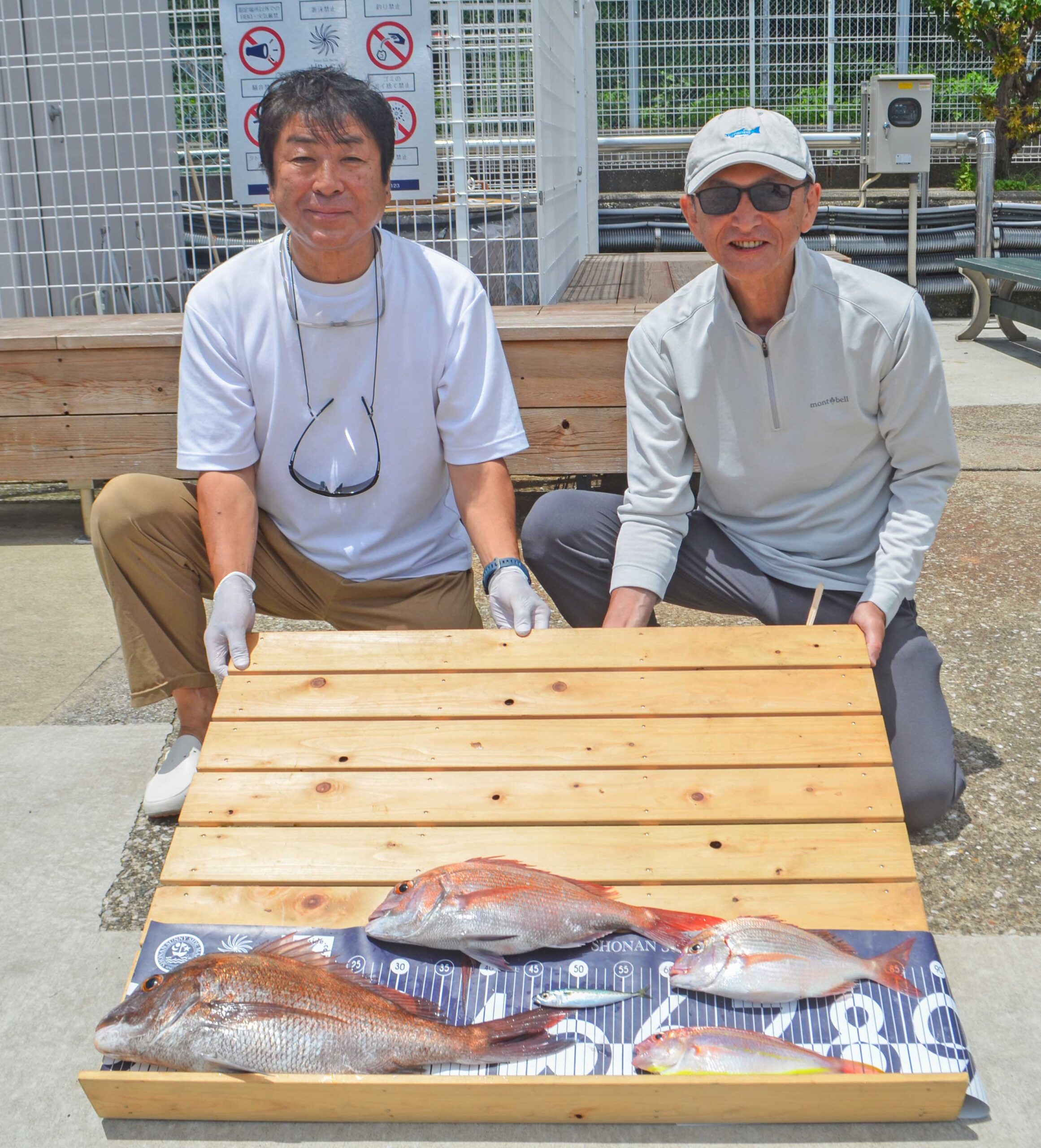 ✿マダイ・チダイ・ソコイトヨリ・イワシ✿
