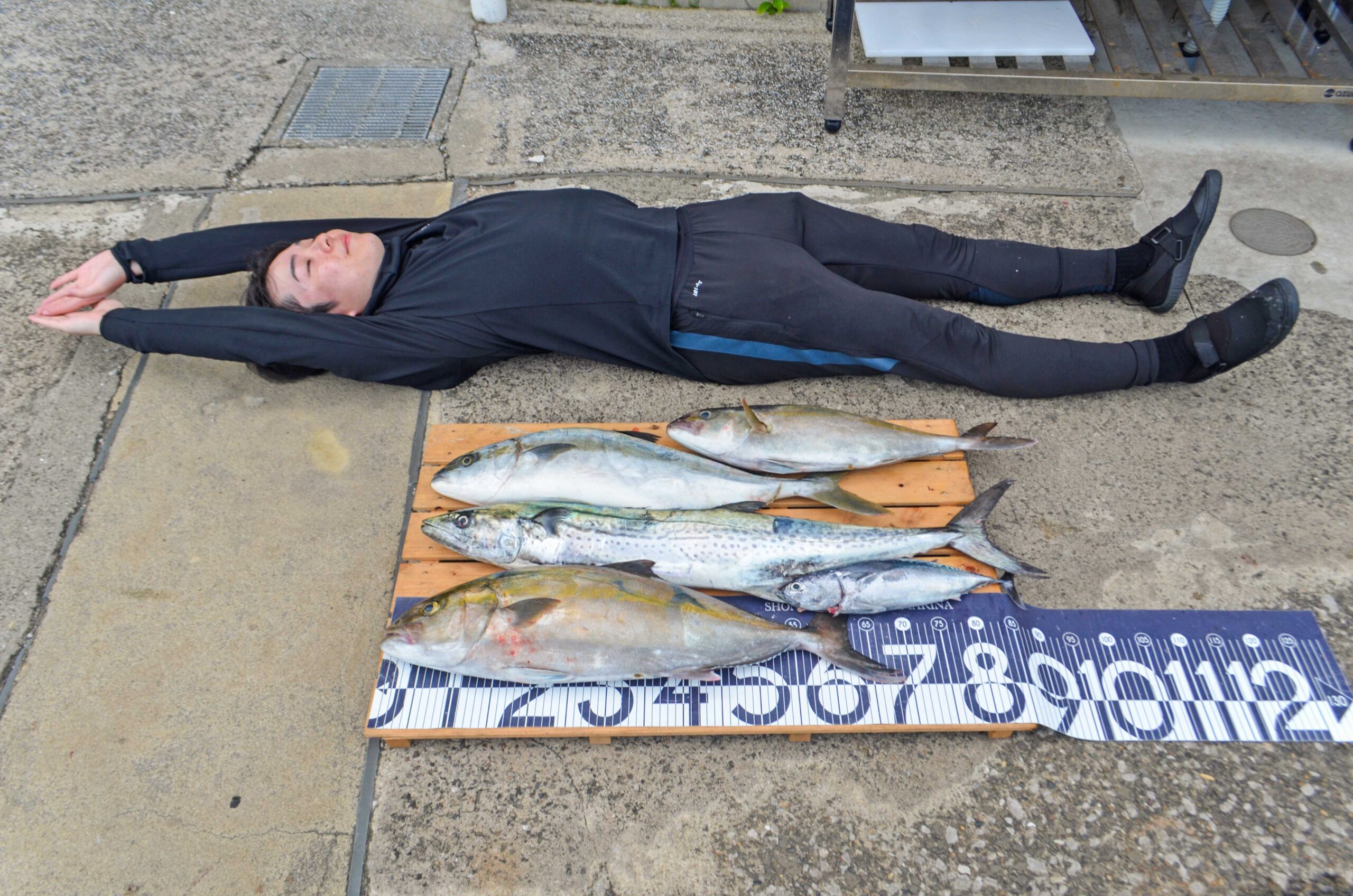 ✿カンパチ・ワラサ・サワラ・ソウダガツオ✿
