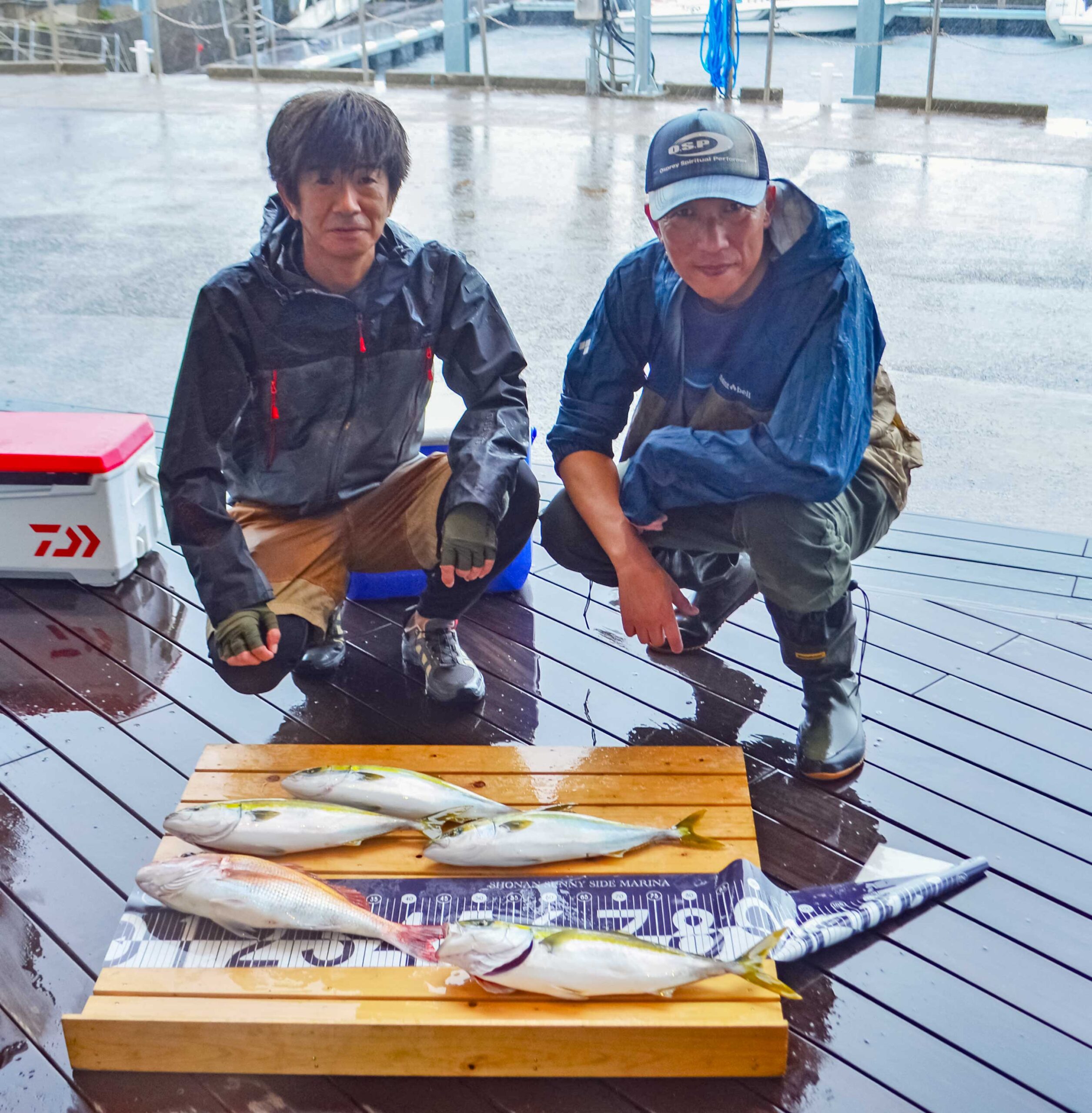 ✿イナダ・マダイ✿