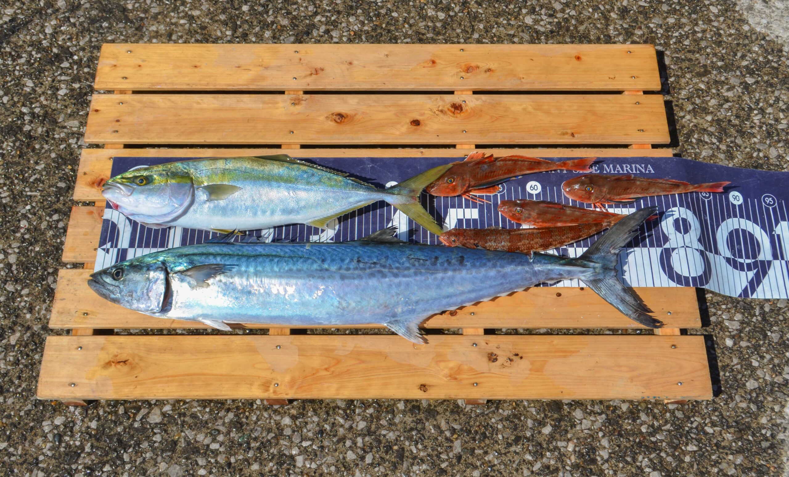 ✿サワラ・イナダ・ホウボウ・アカエソ✿