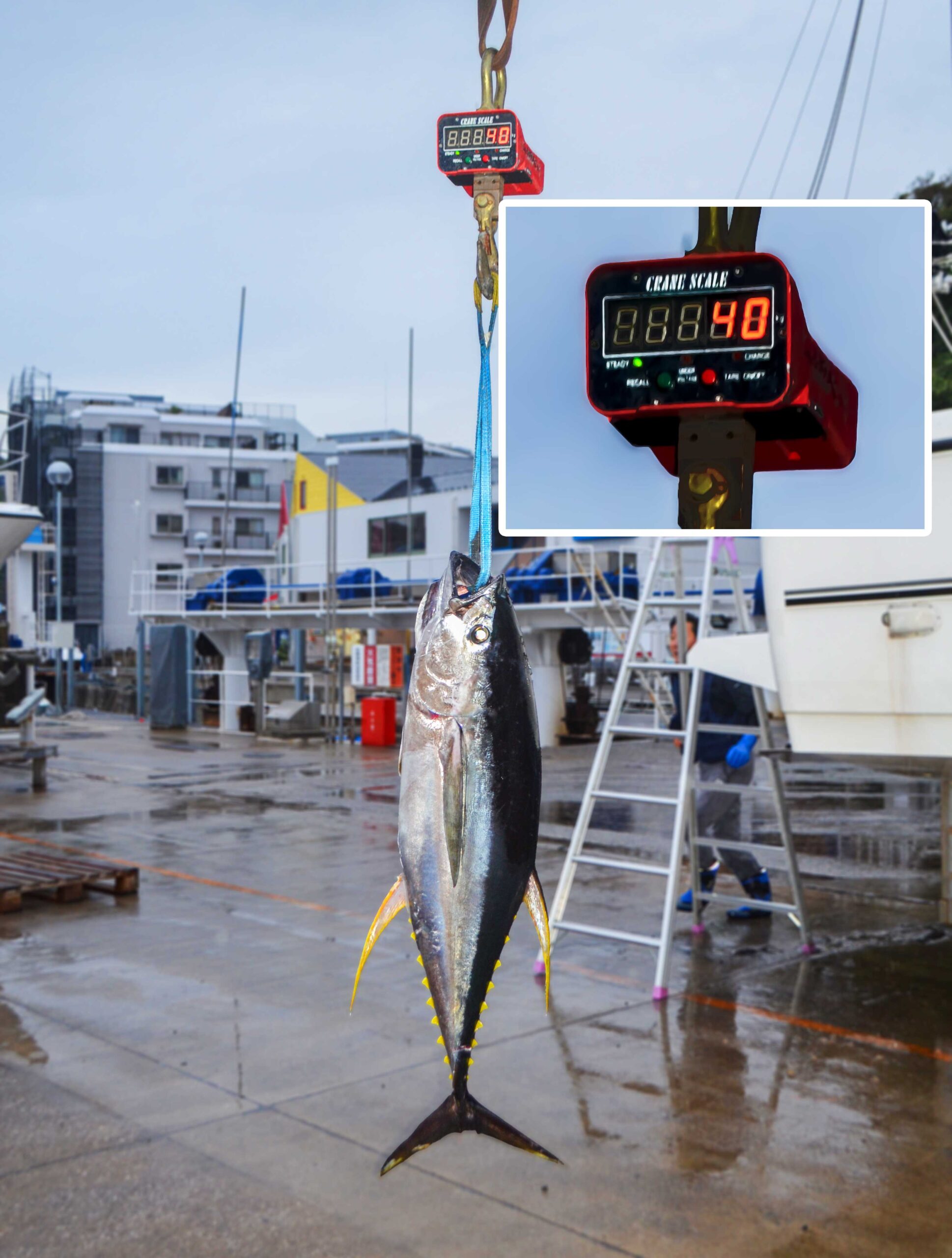 ✿キハダマグロ✿