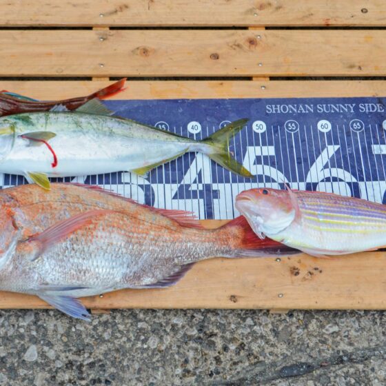 ✿マダイ・イナダ・イトヨリダイ・ホウボウ✿