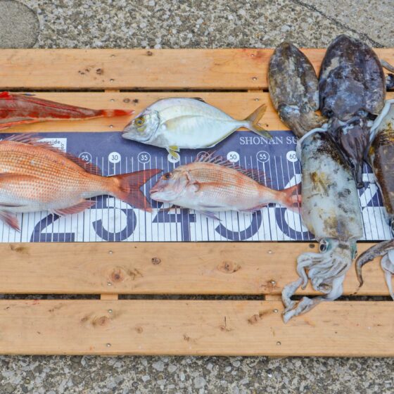 ✿マダイ・ホウボウ・カイワリ・アオリイカ・コウイカ✿