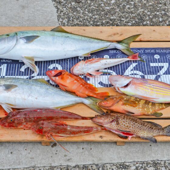 ✿ワラサ・イナダ・ホウボウ・イトヨリダイ・アカハタ・キジハタ・オオモンハタ✿