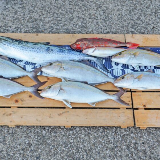 ✿サワラ・ショゴ(カンパチ)・ホウボウ・イトヨリダイ✿