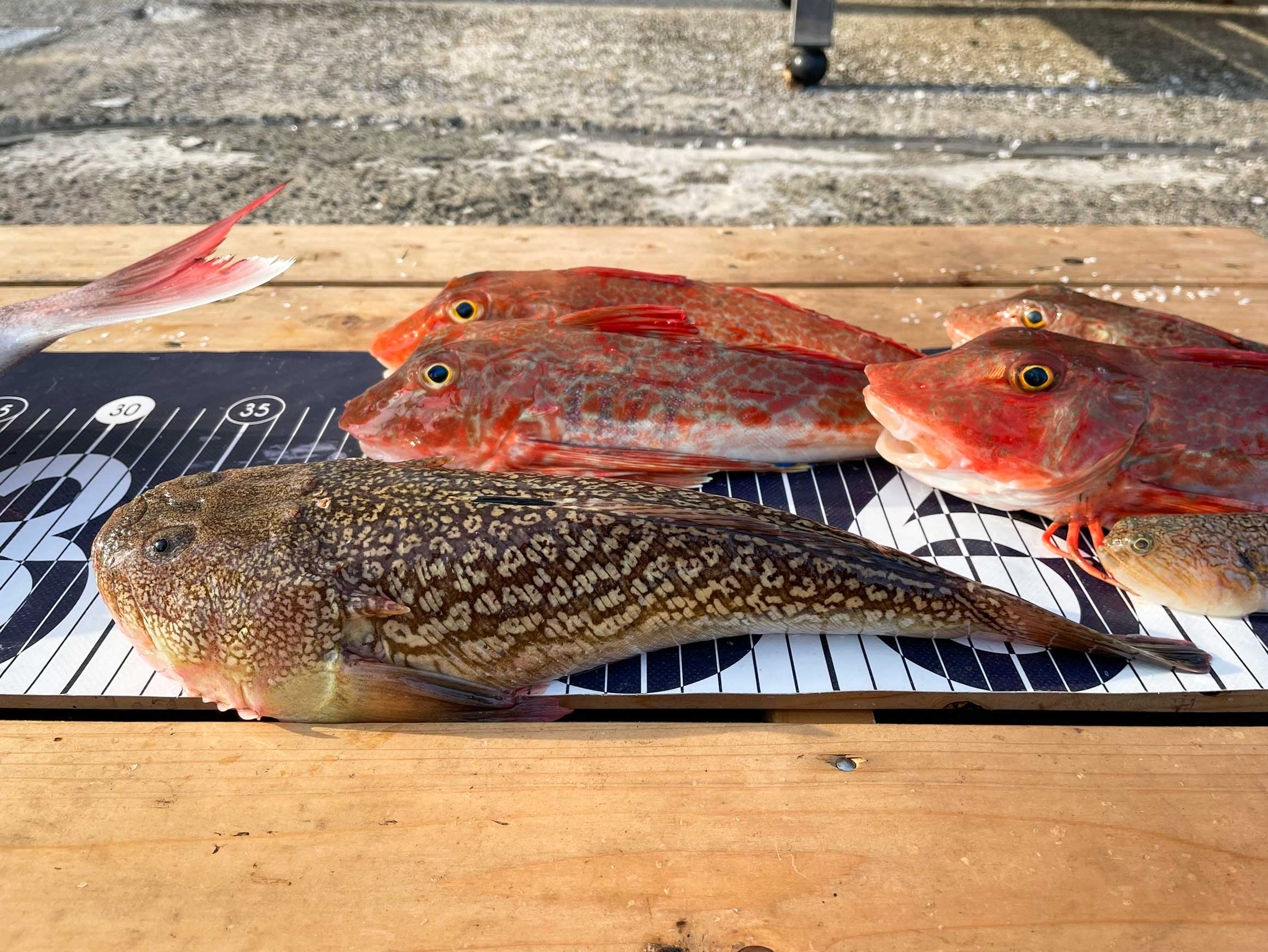 ✿マダイ・ホウボウ・アオリイカ・ミシマオコゼ・エソ✿
