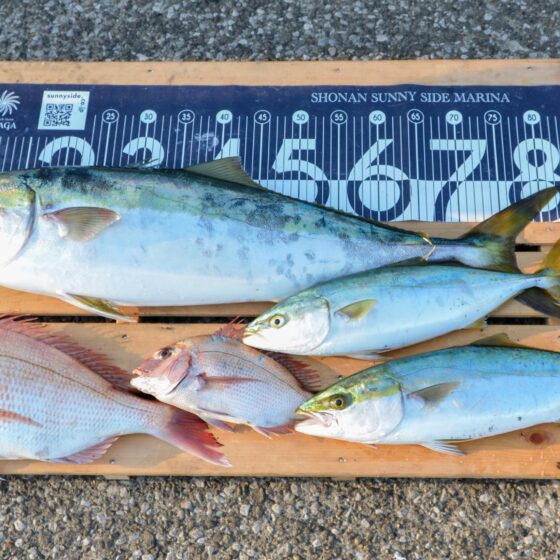 ✿ブリ・イナダ・マダイ✿