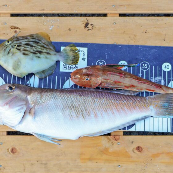 ✿シロアマダイ・カワハギ・ホウボウ✿