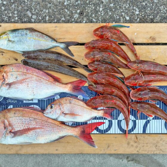 ✿マダイ・ホウボウ・ショゴ・エソ✿