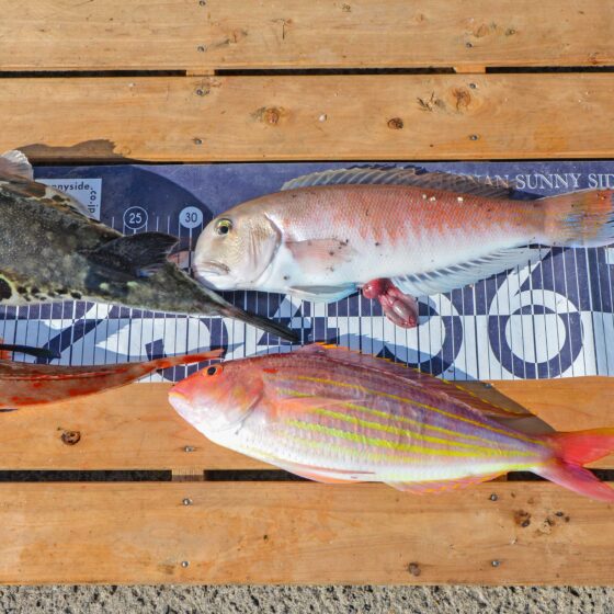 ✿トラフグ・シロアマダイ・イトヨリダイ・ホウボウ✿