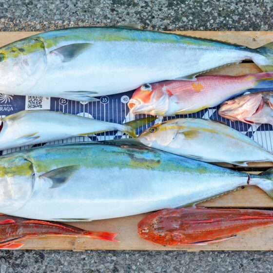 ✿ブリ・イナダ・ショゴ・ホウボウ・アマダイ・マハタ✿