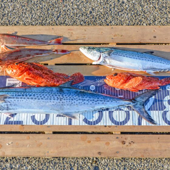 ✿サワラ・オニカサゴ・ホウボウ✿