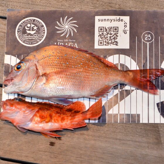 ✿マダイ・カサゴ✿