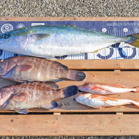 ✿ワラサ・マハタ・ホウボウ✿