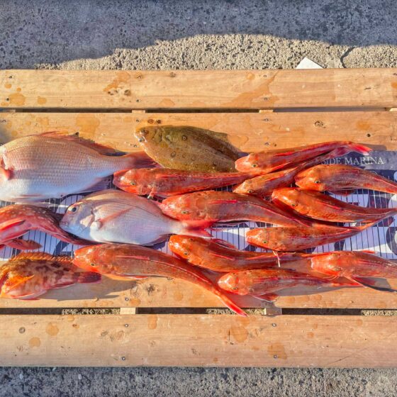 ✿マダイ・ホウボウ・ウッカリカサゴ・カサゴ・ムシガレイ✿