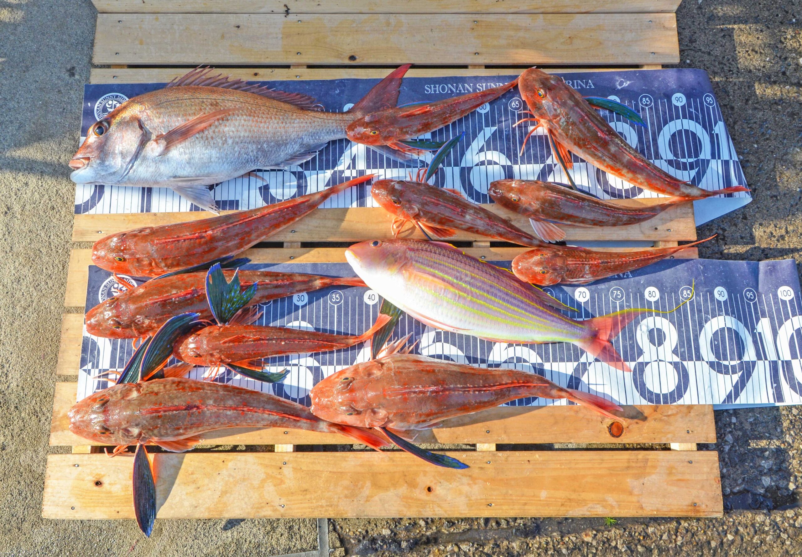 ✿マダイ・ホウボウ・イトヨリダイ✿