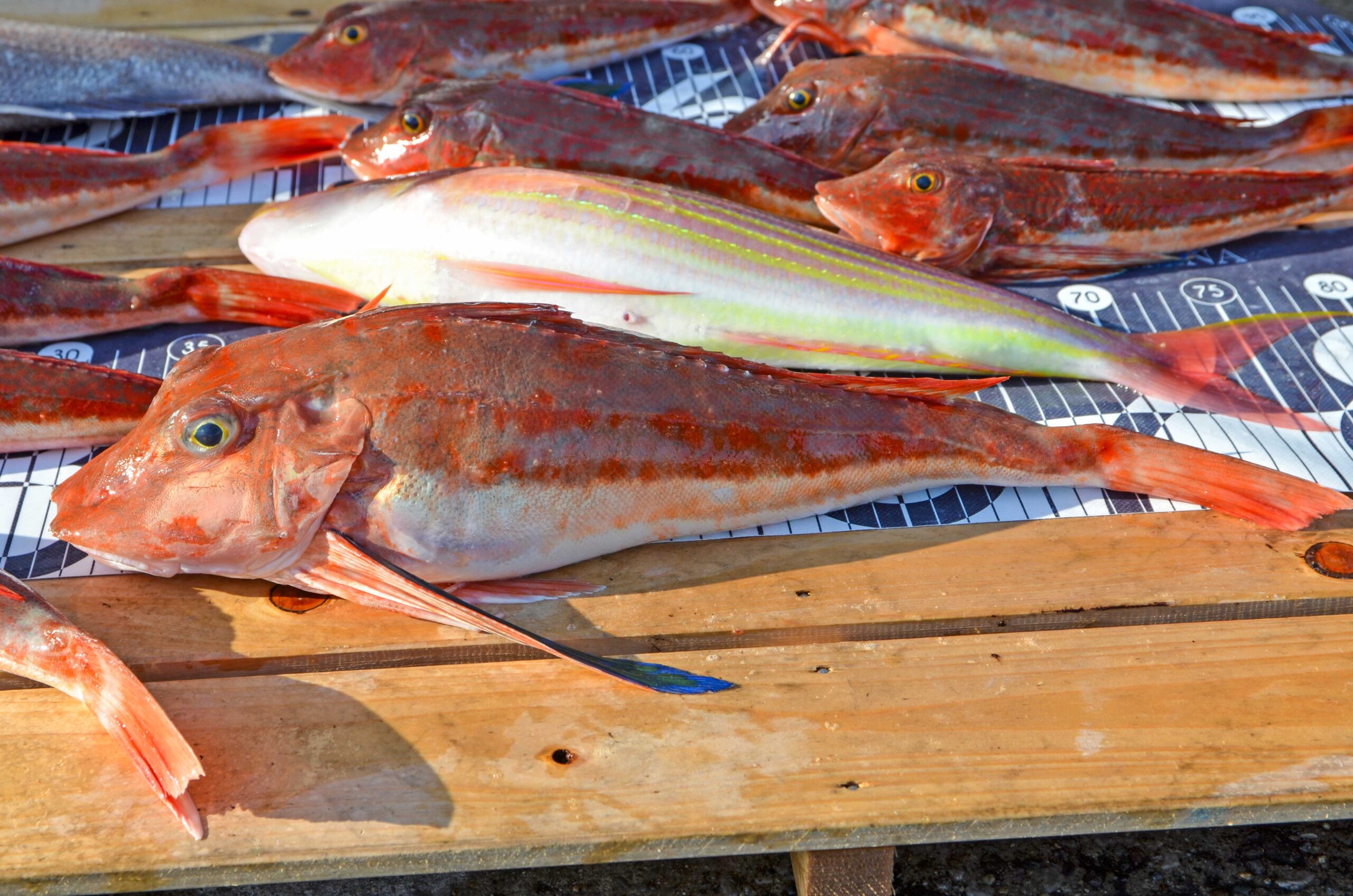 ✿マダイ・ホウボウ・イトヨリダイ✿